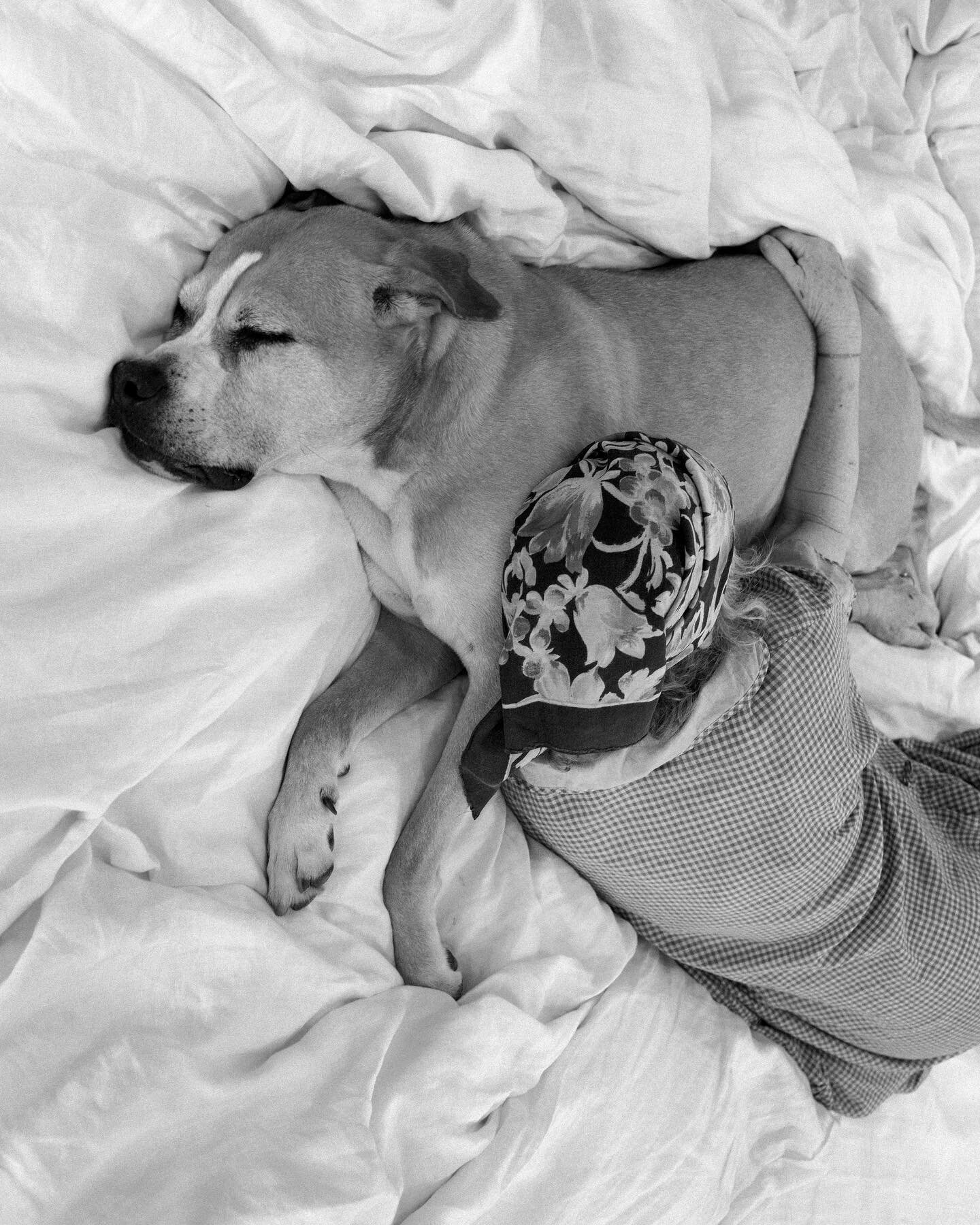 STAYING IN 🧸💤
BUCKLEY Issue 01 
Photographed by @kovi.konowiecki 
#lifewithdogs