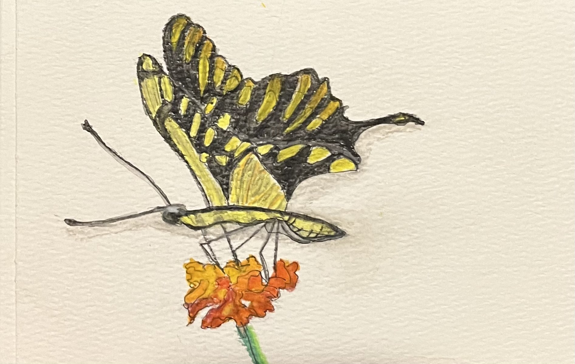 Butterfly 4
Watercolor on Paper