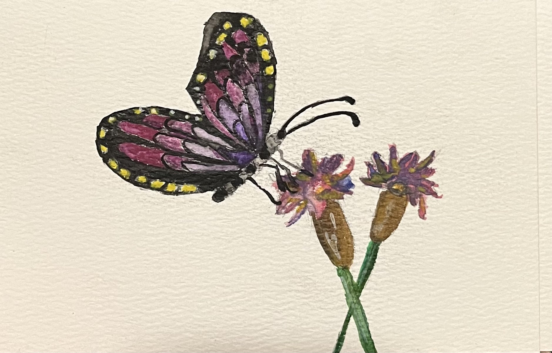 Butterfly 5
Watercolor on Paper
