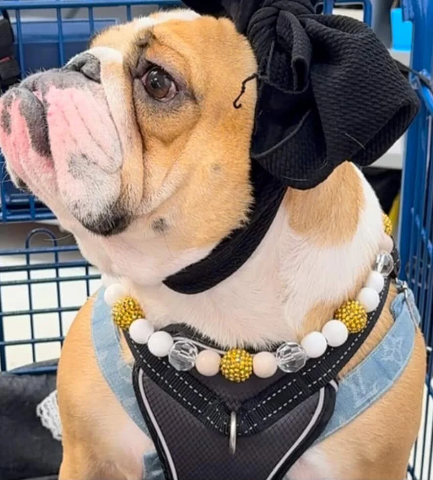 TheAuroraPetNecklace4.JPG