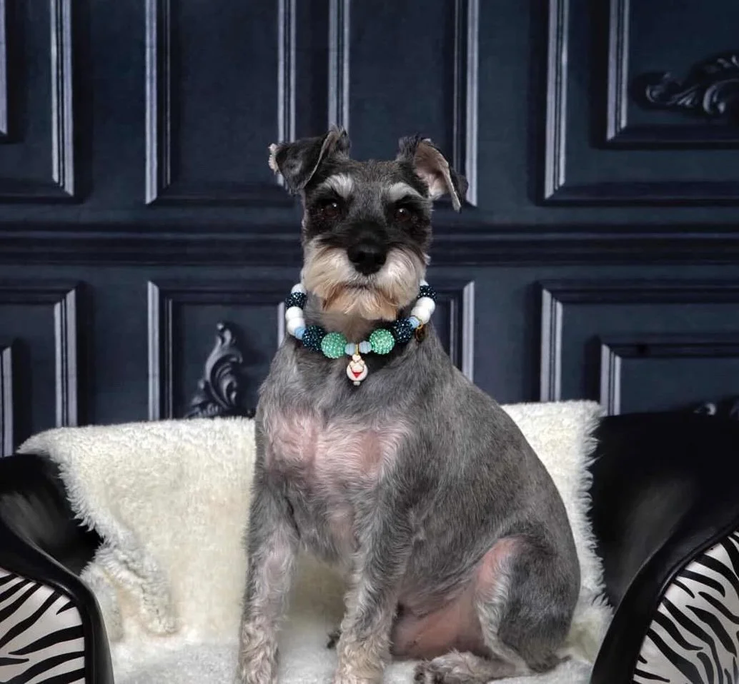 Sweetheart Blue Pet Collection