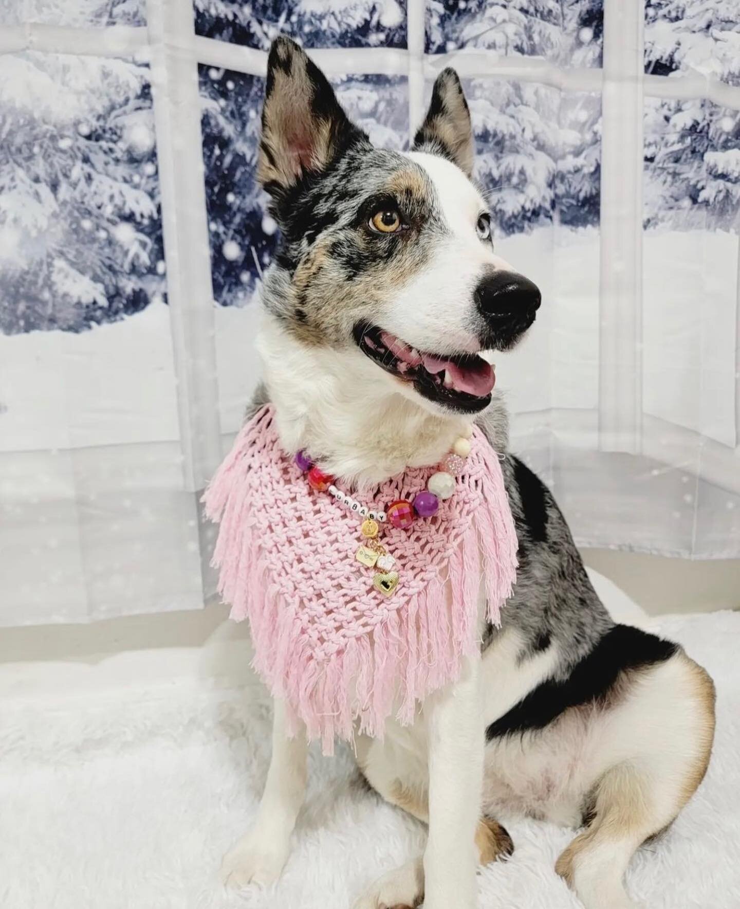 💗 @zoey_the_aussie_kelpie is simply picture perfect sporting our Fur Baby Necklace from the Love Bites Collection on IsyandCris.com 

This necklace is part of a set 💞 There&rsquo;s a matching bracelet for #furmamas and a super soft chenille bandana