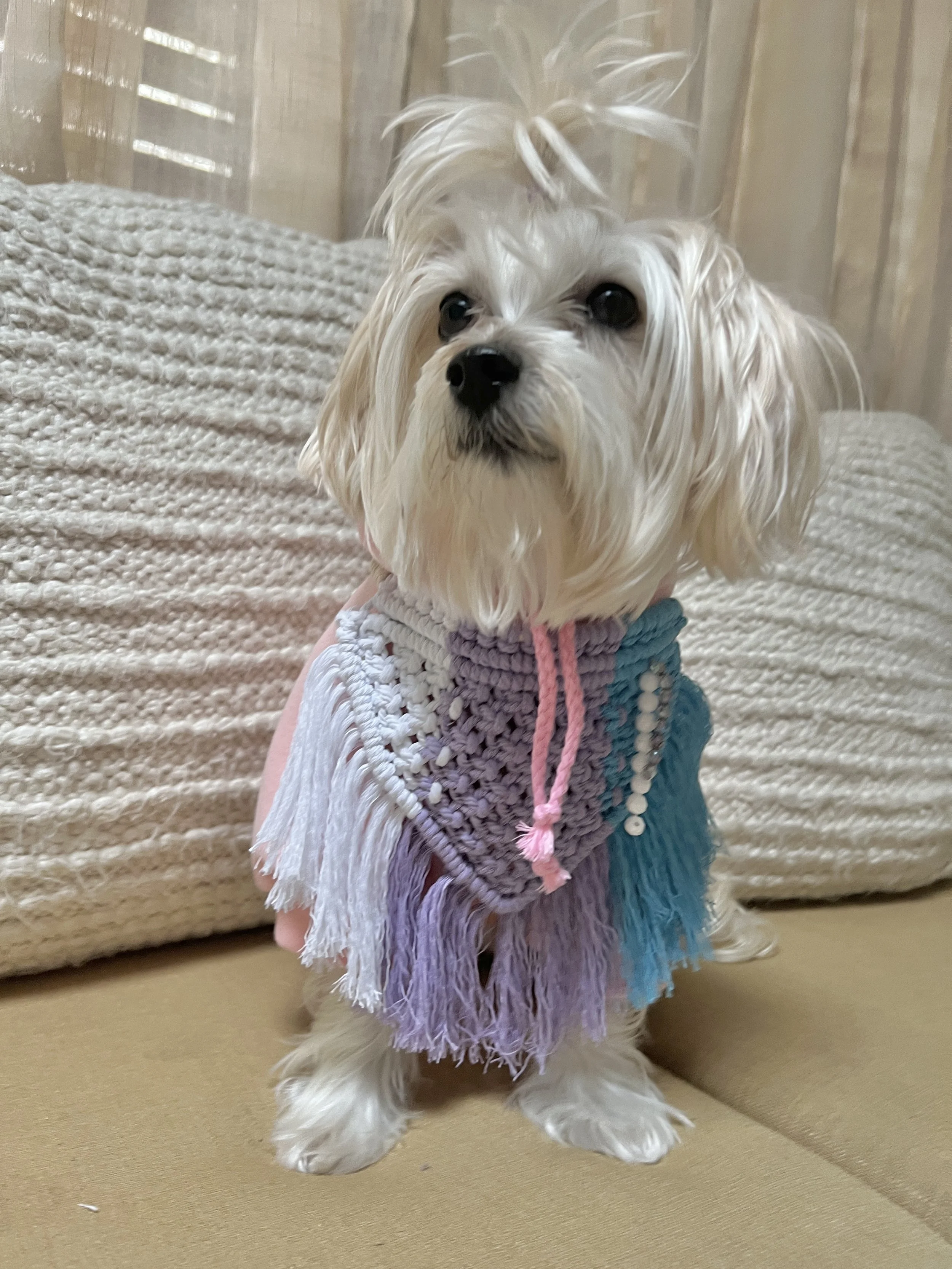 Dog Training Clothes Photos2.JPG