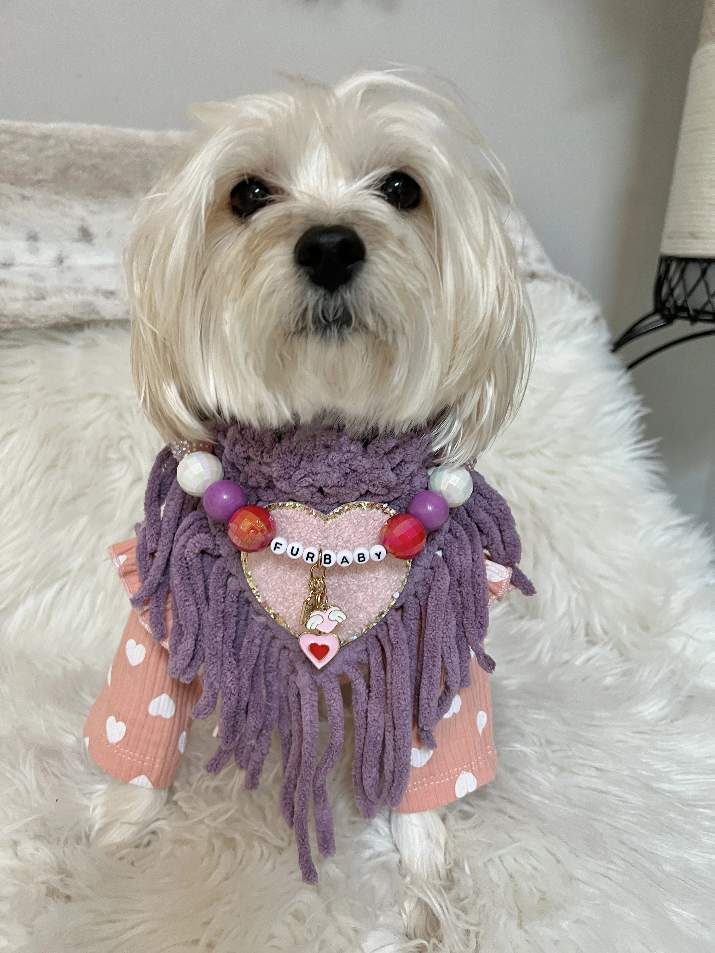 Dog Training Clothes Photos1.JPG