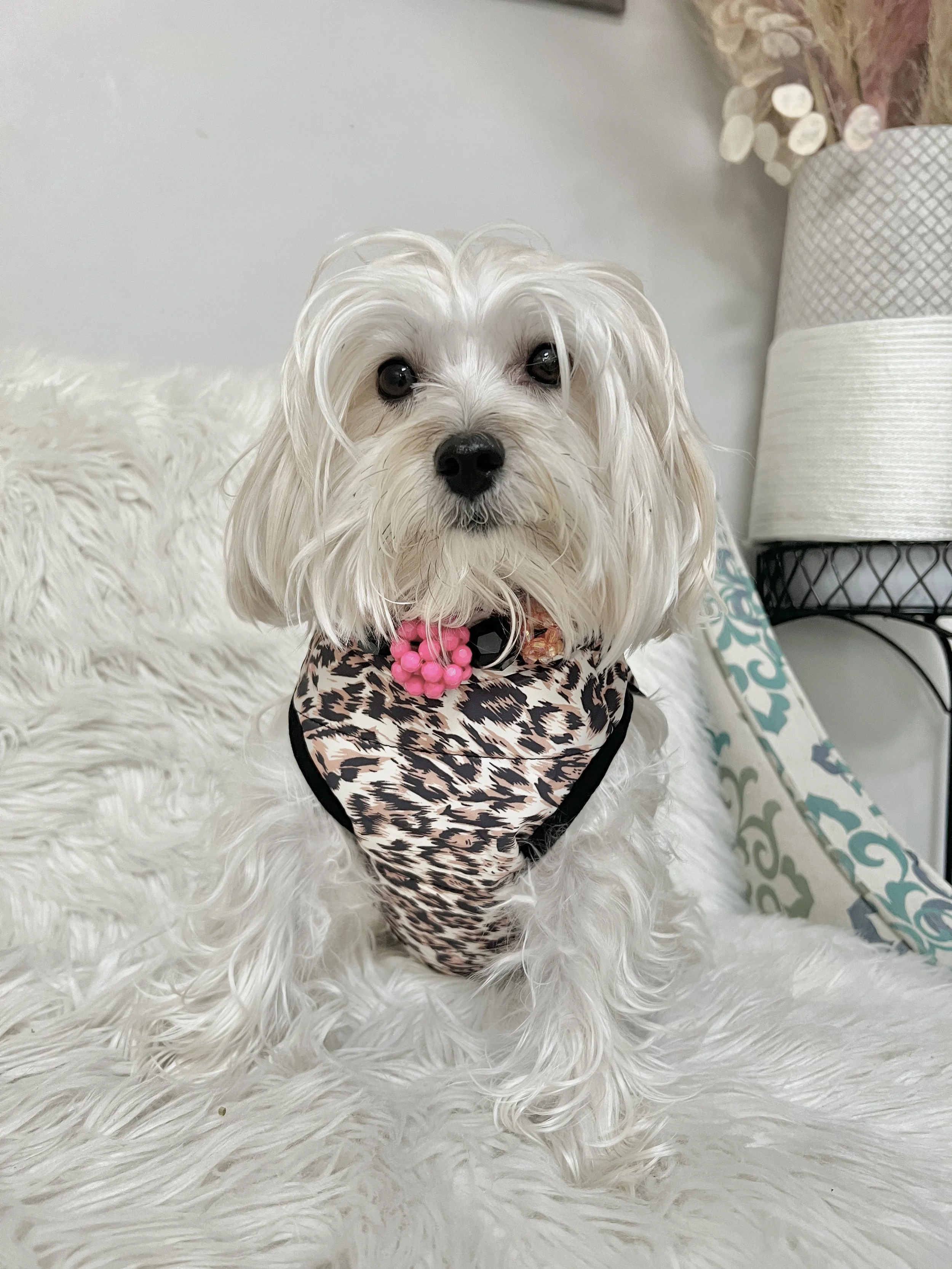 Dog Training Clothes Photos3.JPG