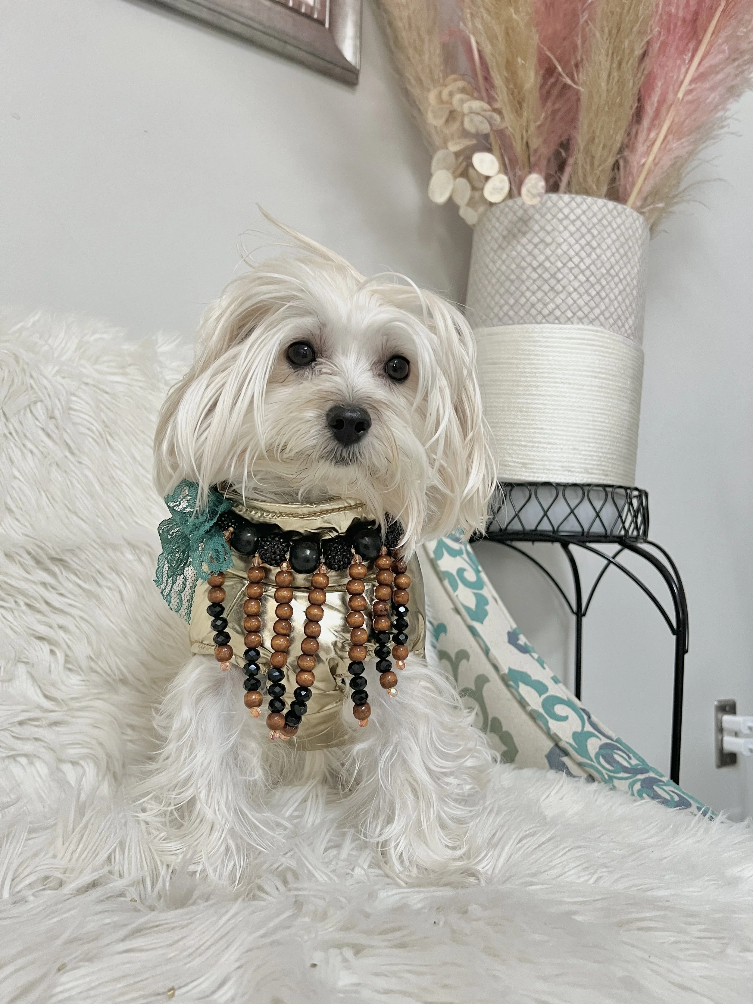 Dog Training Clothes Photos5.JPG