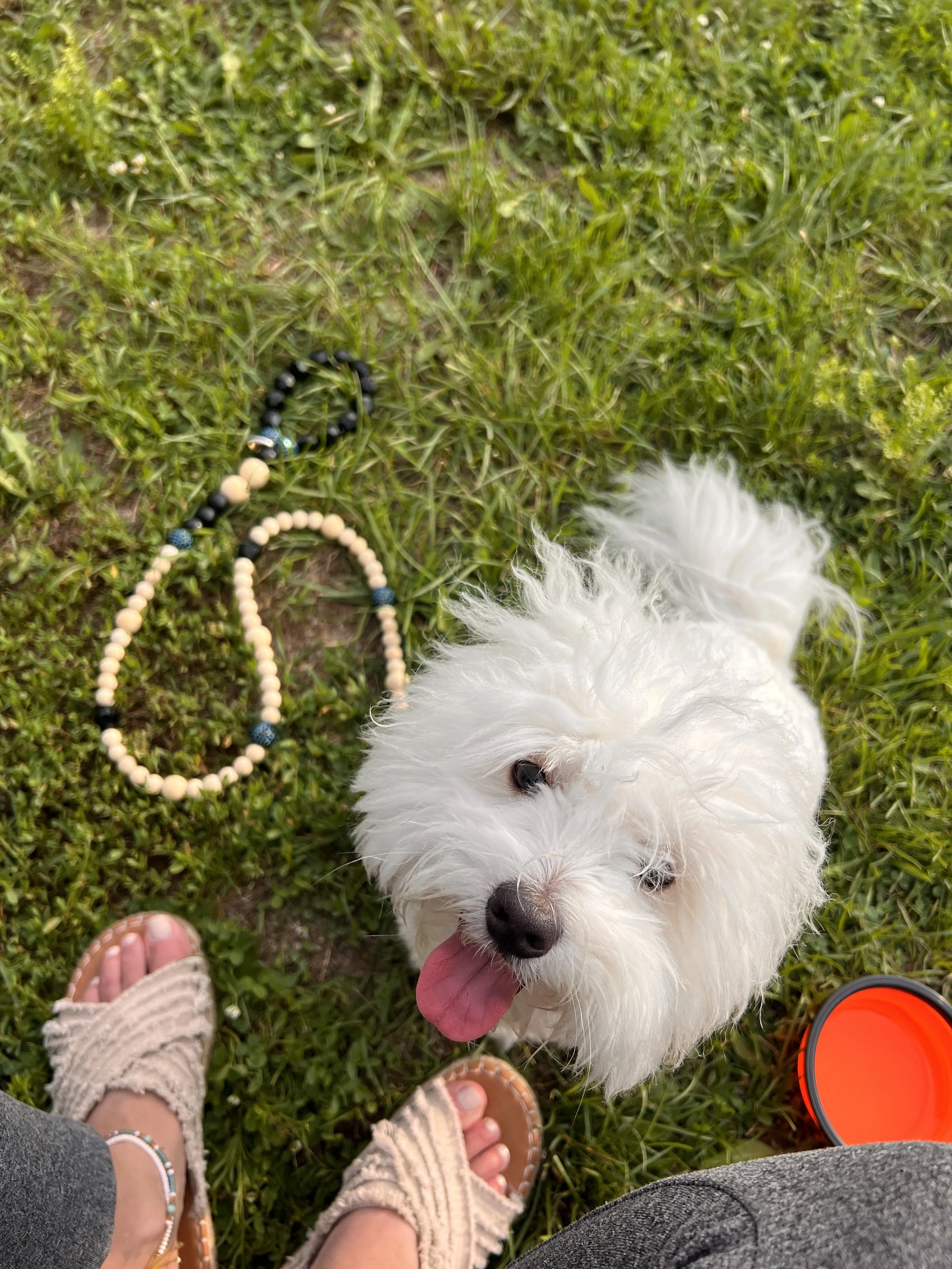 Soulfully In Sync with Our Dogs