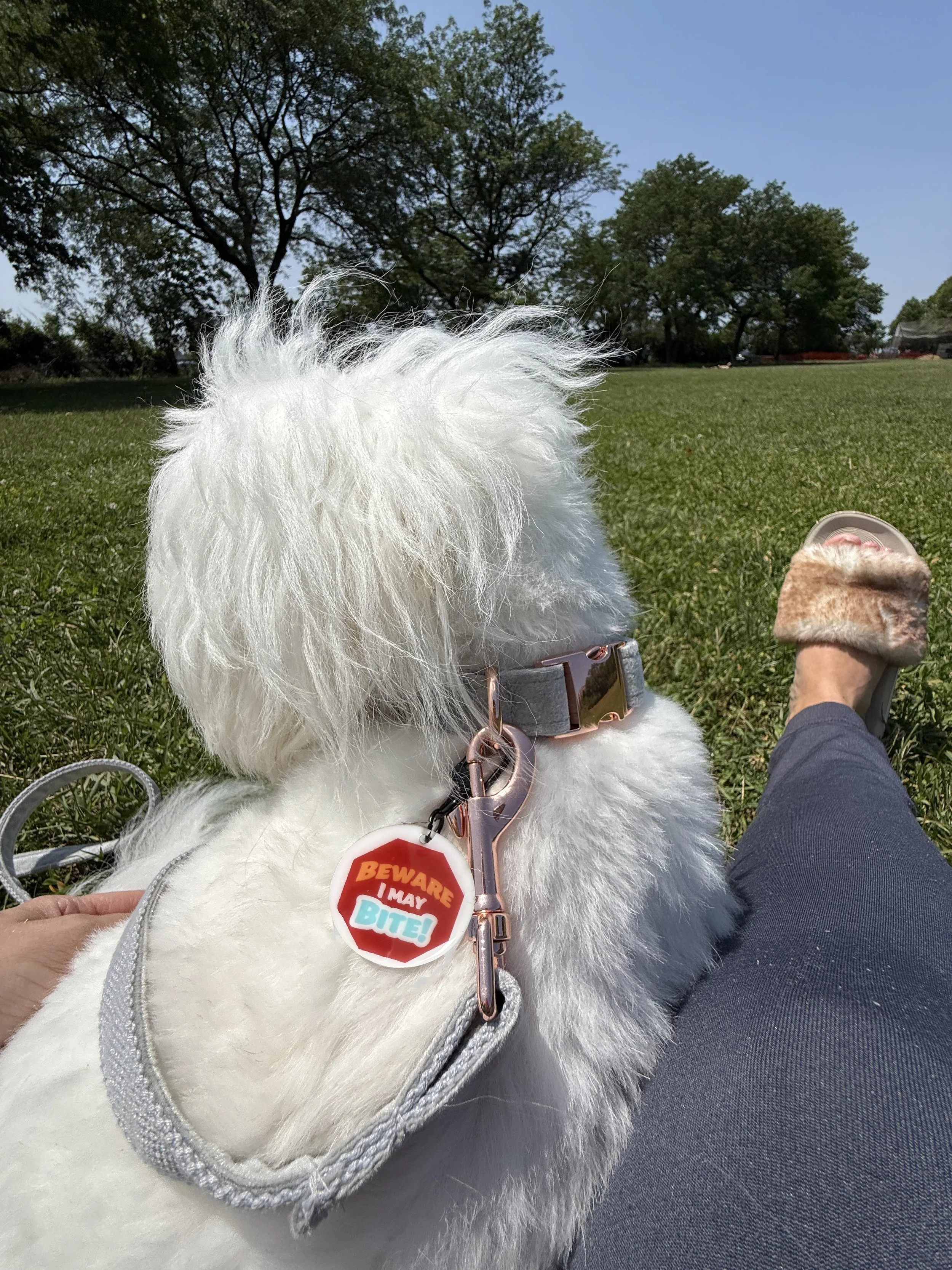 How to Warn Others That Your Dog May Bite (Without a Muzzle)