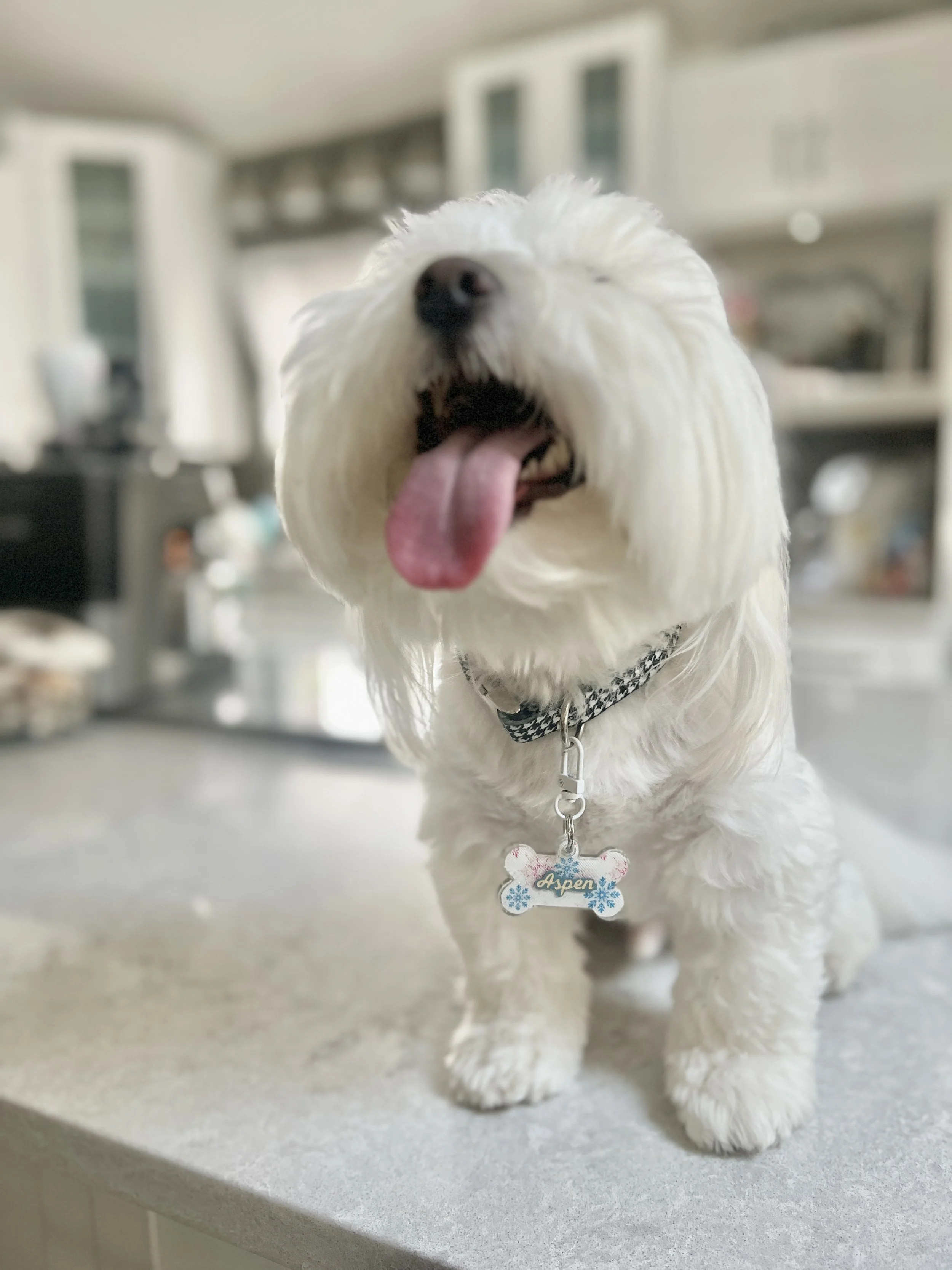 AspenPetTag1.jpg