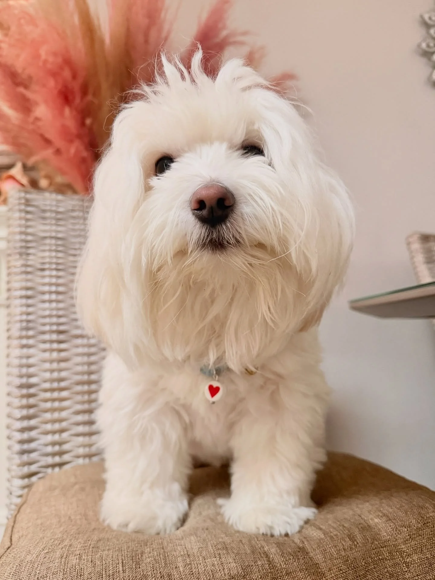 Hey, Skippy here! 👋 It&rsquo;s almost Valentine&rsquo;s Day! 🩵🐾 I &ldquo;borrowed&rdquo; mom&rsquo;s phone to show you these awful photos she took of her new collection! I keep telling her I&rsquo;m too fluffy for this! You can&rsquo;t see anythin