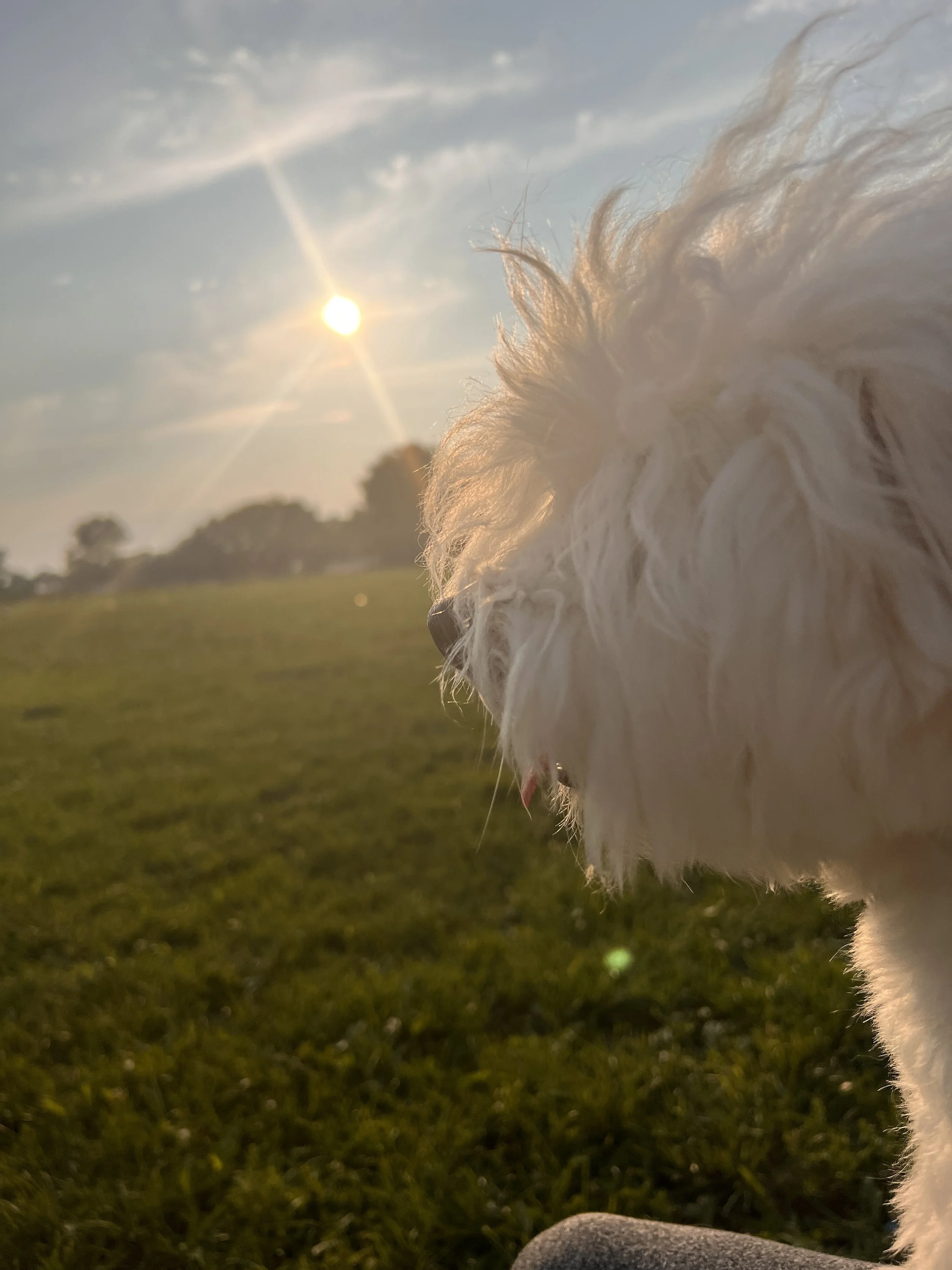 Skippy, our Coton de Tulear, basking in the sun