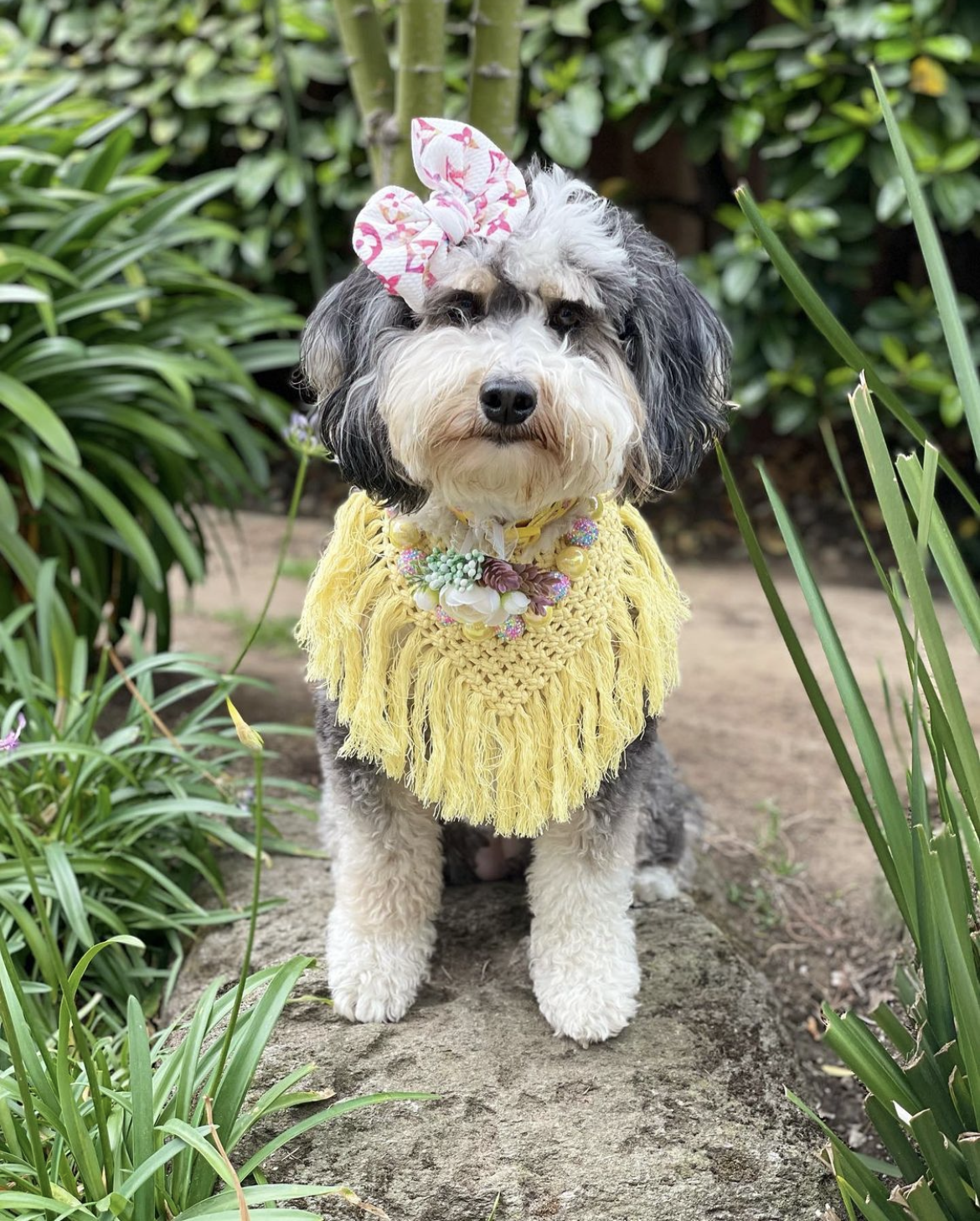 @archieanddollie