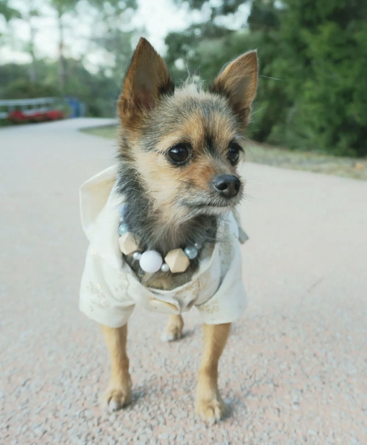 @miley_jo_the_chorkie