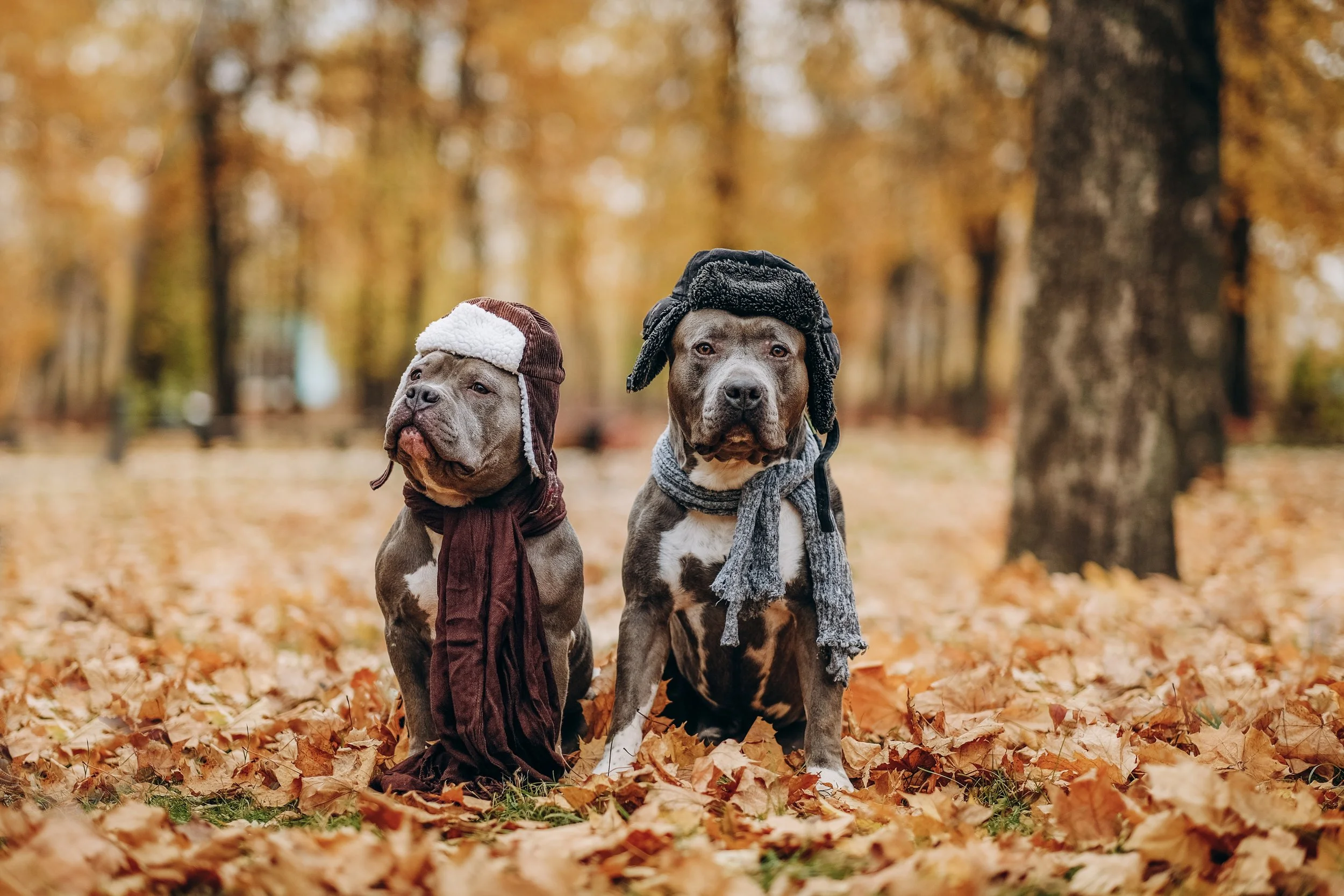 Two Bull Dogs in a forest dressed warmly with hats and scarves.