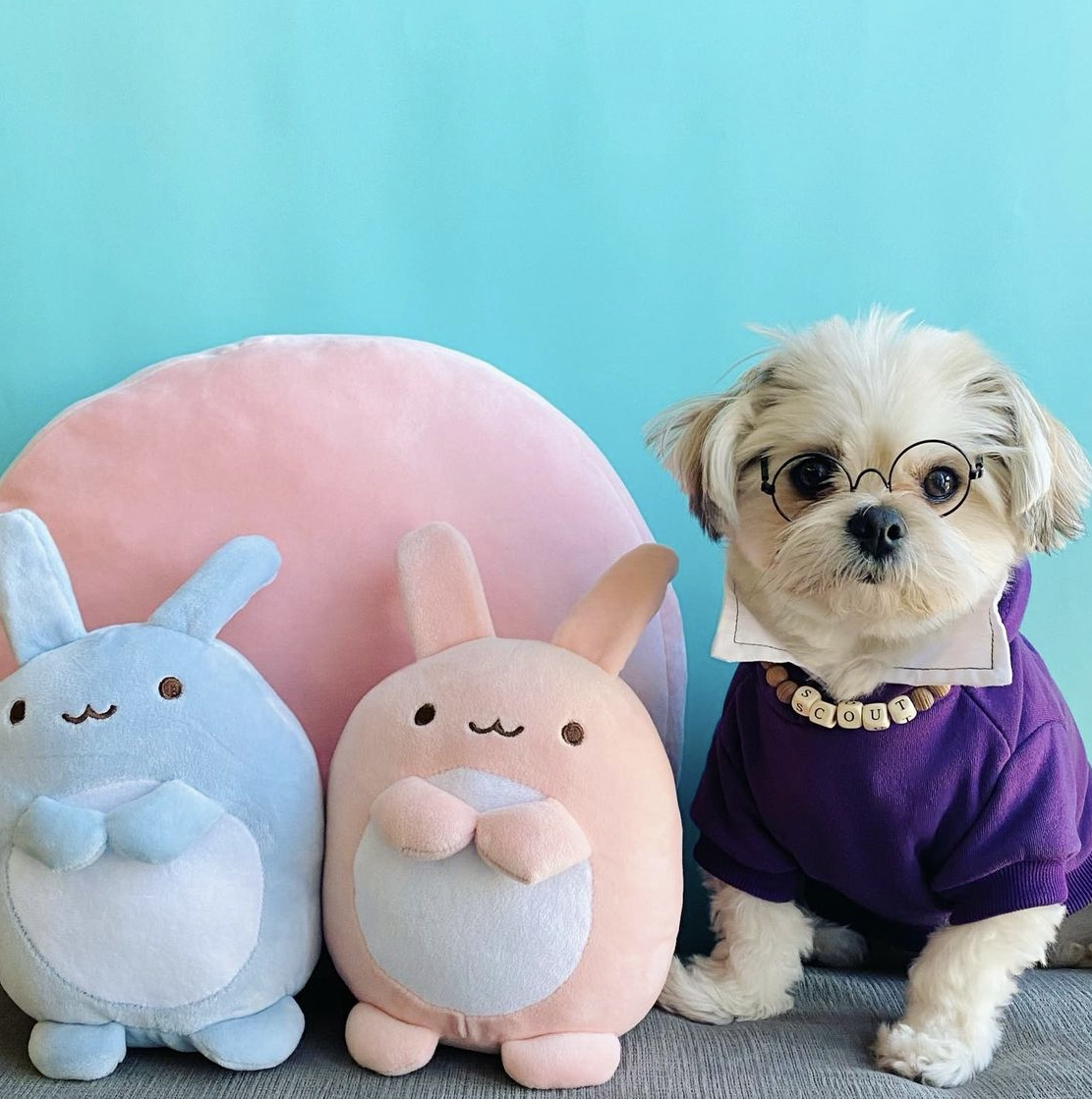 @scout_ham.maltipom (Code: scoutham15off)