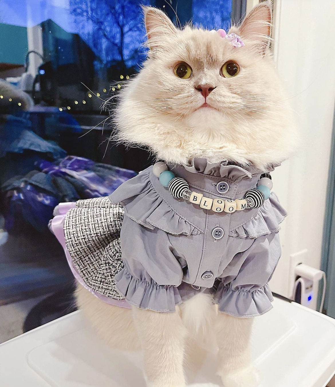 SummerSailPetNecklace3.PNG