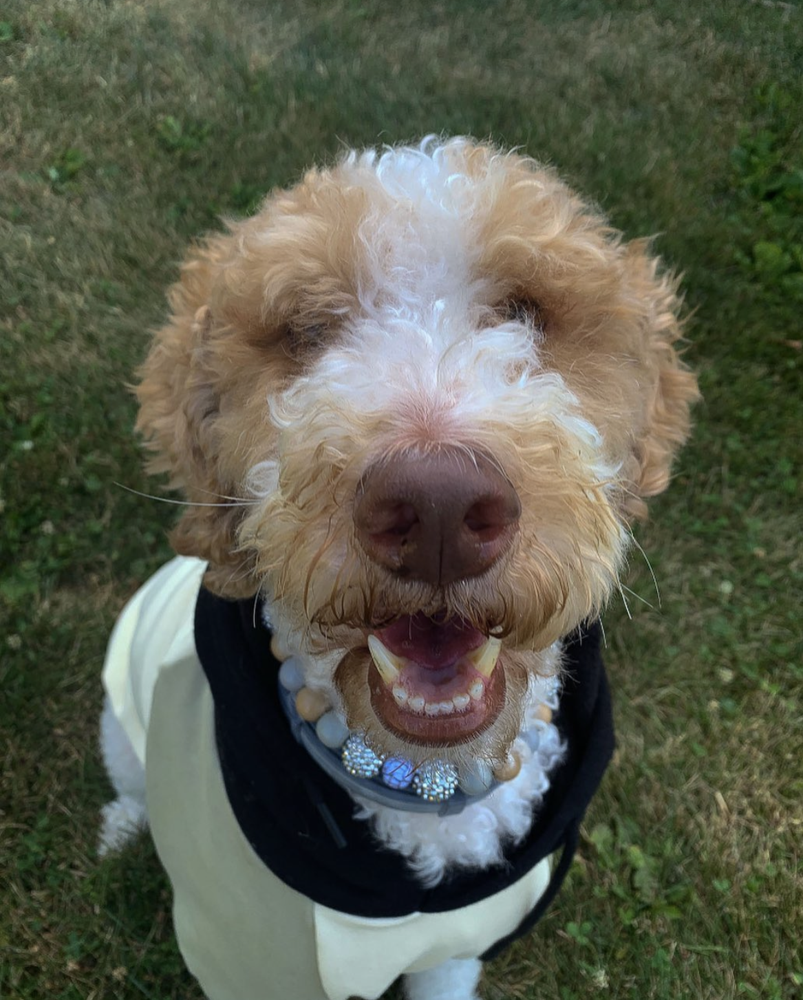 @fluffydoodlebarkley