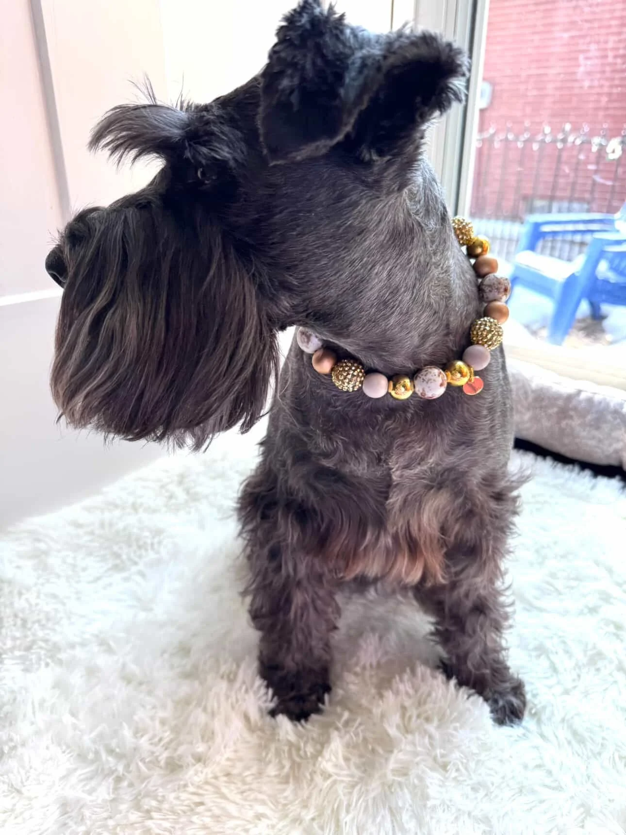 Gilded Paws  Pet Necklace3.JPG