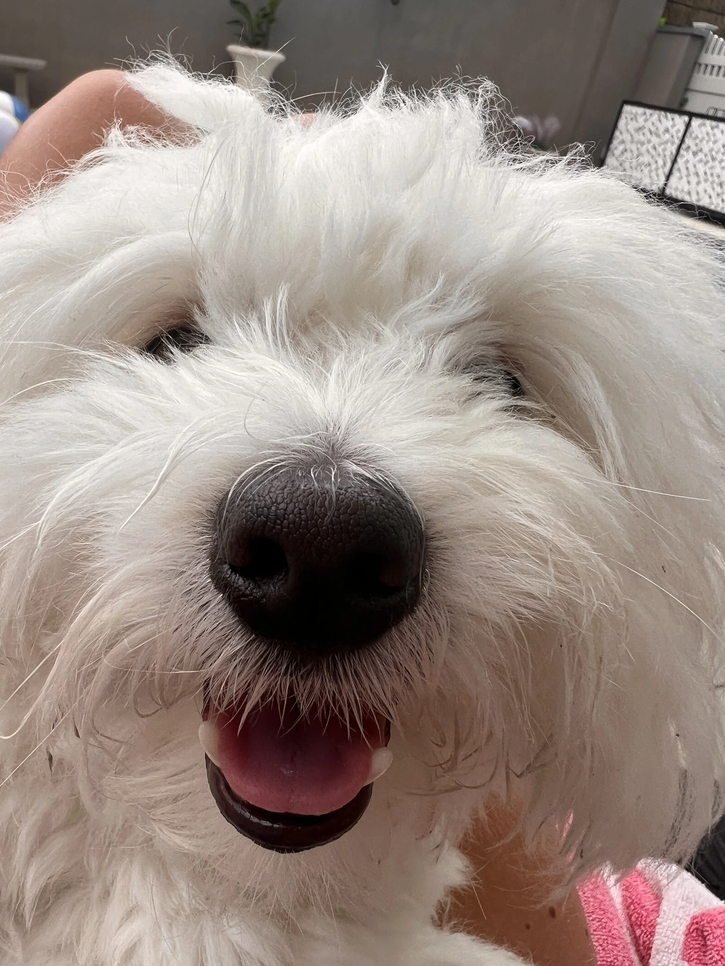 A dog nose close up of Skippy, the Coton de Tulear