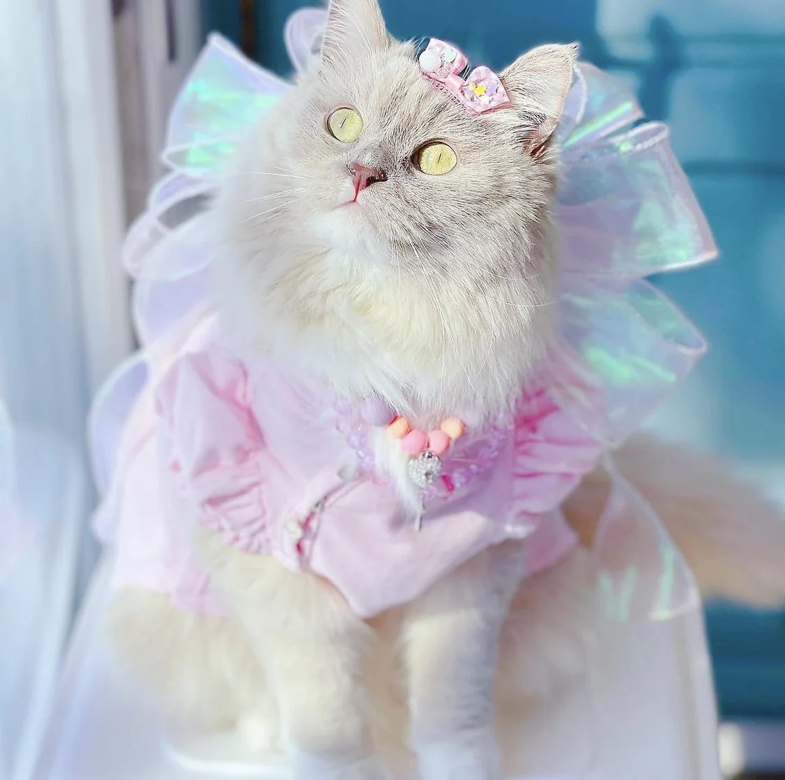 Isy-and-Cris-Pet-Model-10.jpg