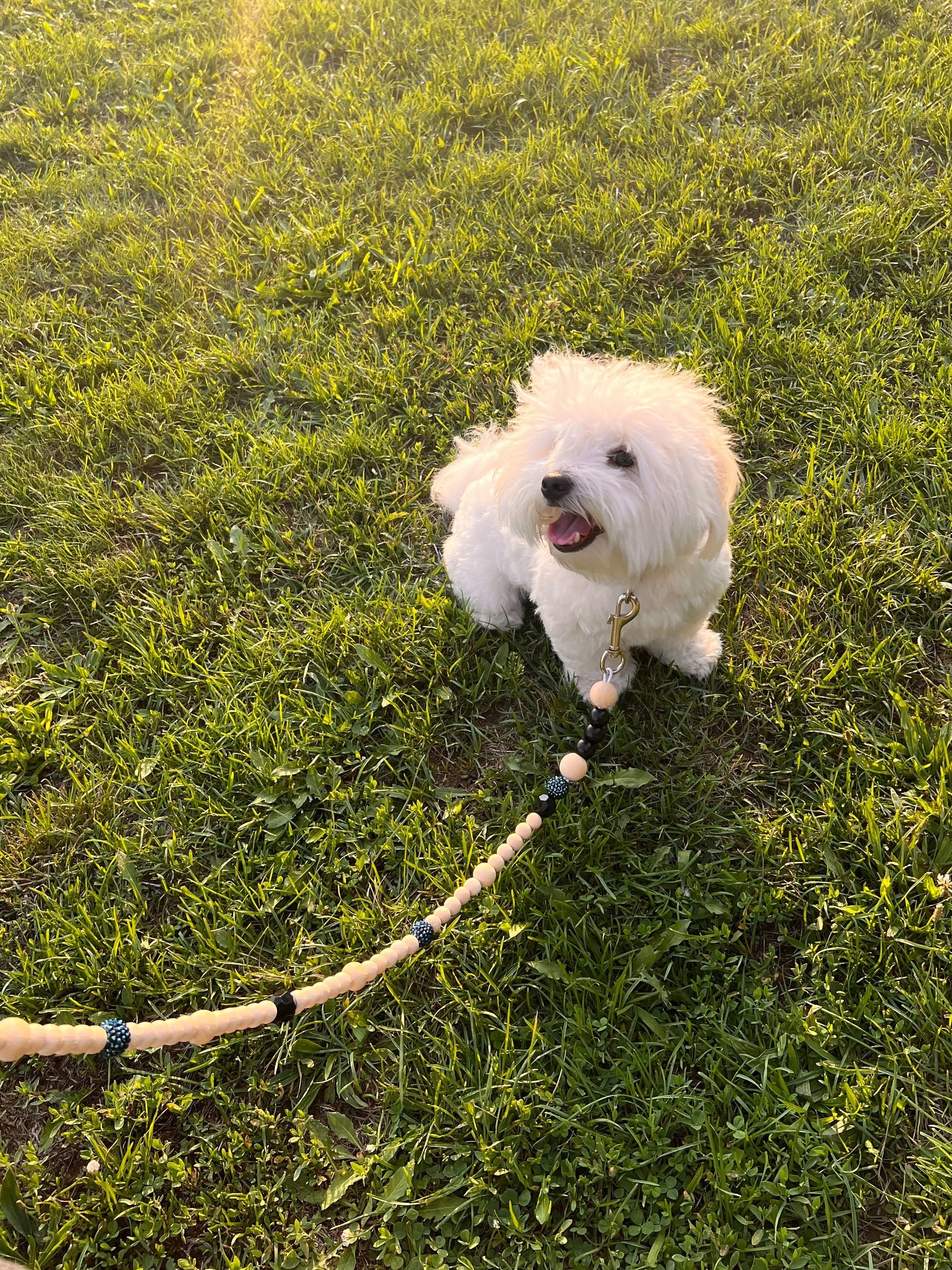 Skippy the Coton de Tulear with a beaded dog leash
