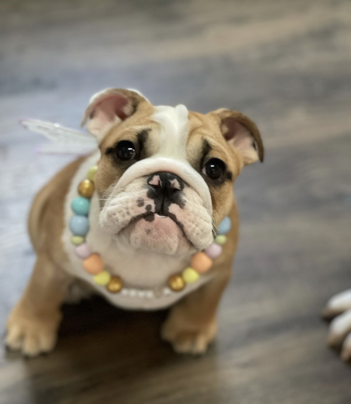 @2BoujeeBulldogs (Code: 2boujee15off)