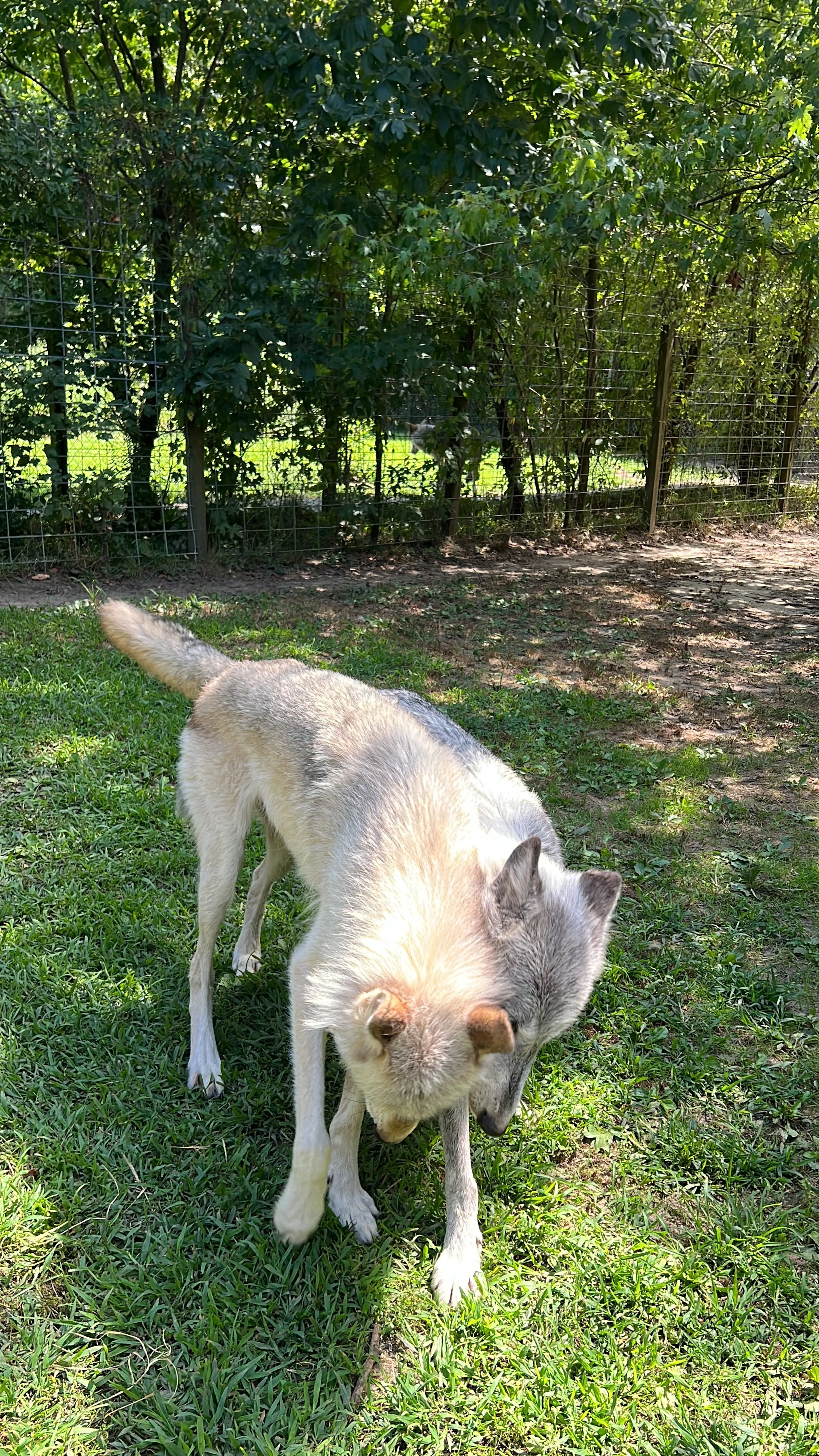 Two wolves playing at the Howling Woods Farm in Jackson township, New Jersey