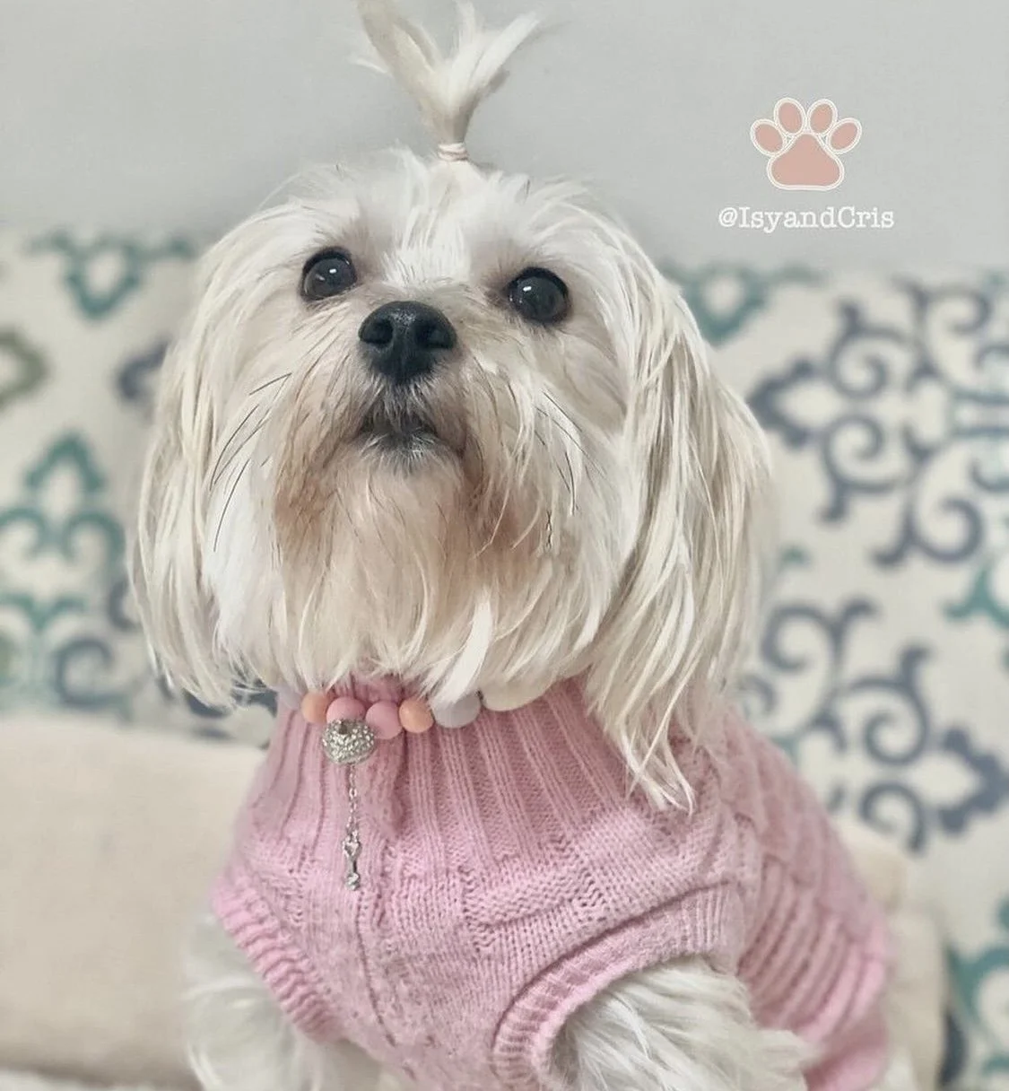 Isy-and-Cris-Pet-Model-43.jpg