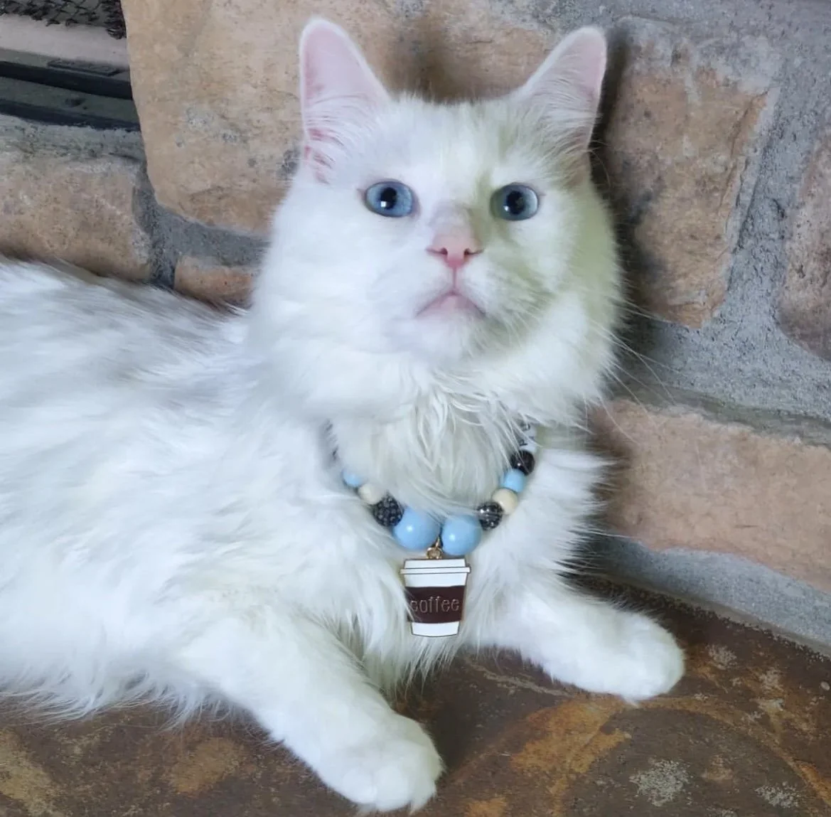 @countchocthecat