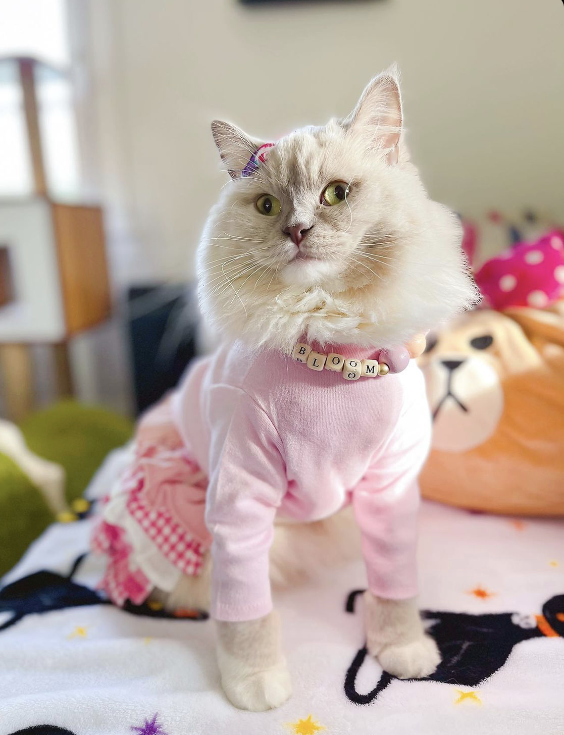 Isy-and-Cris-Pet-Model-41.PNG
