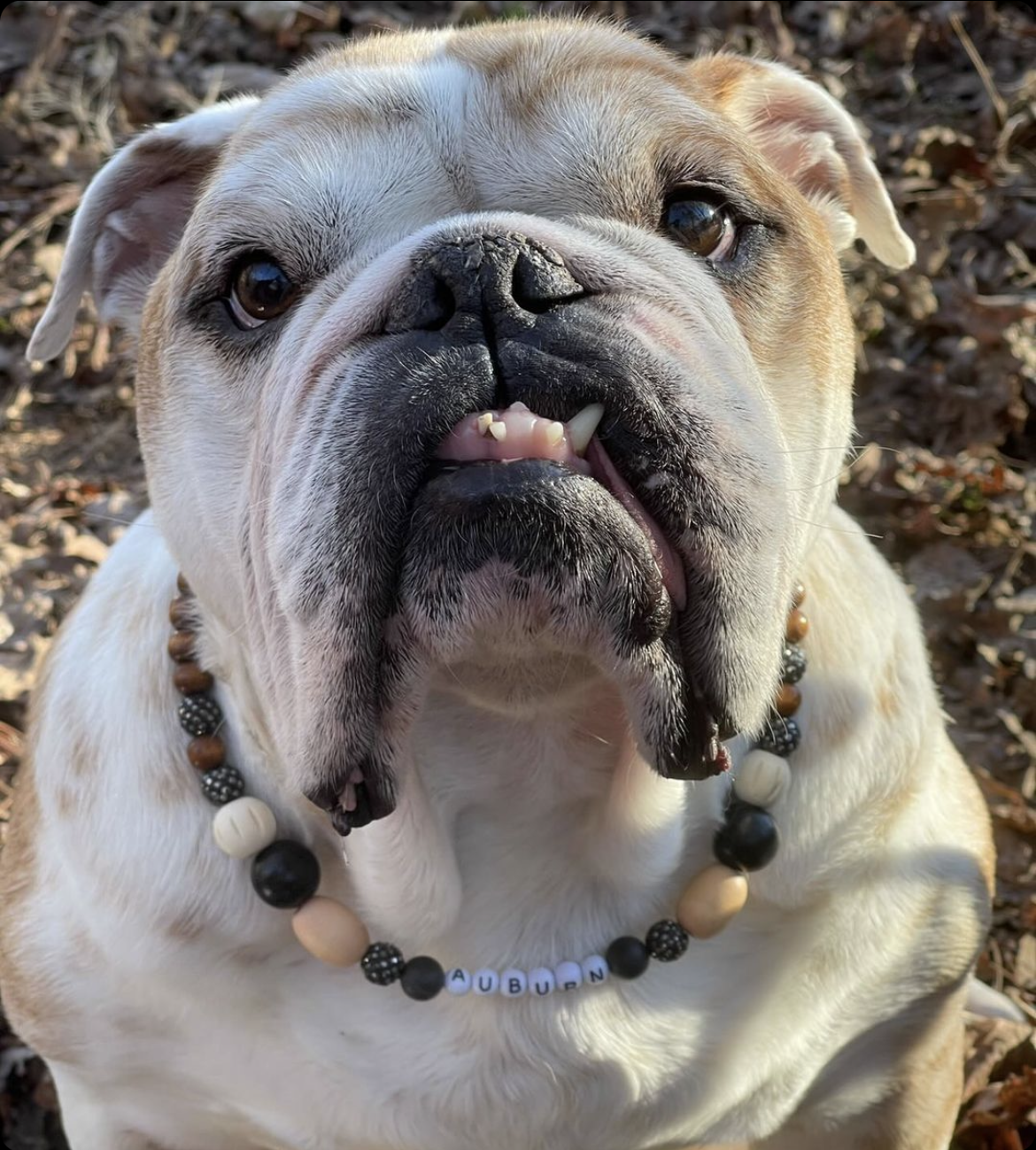 @2BoujeeBulldogs (Code: 2boujee15off)