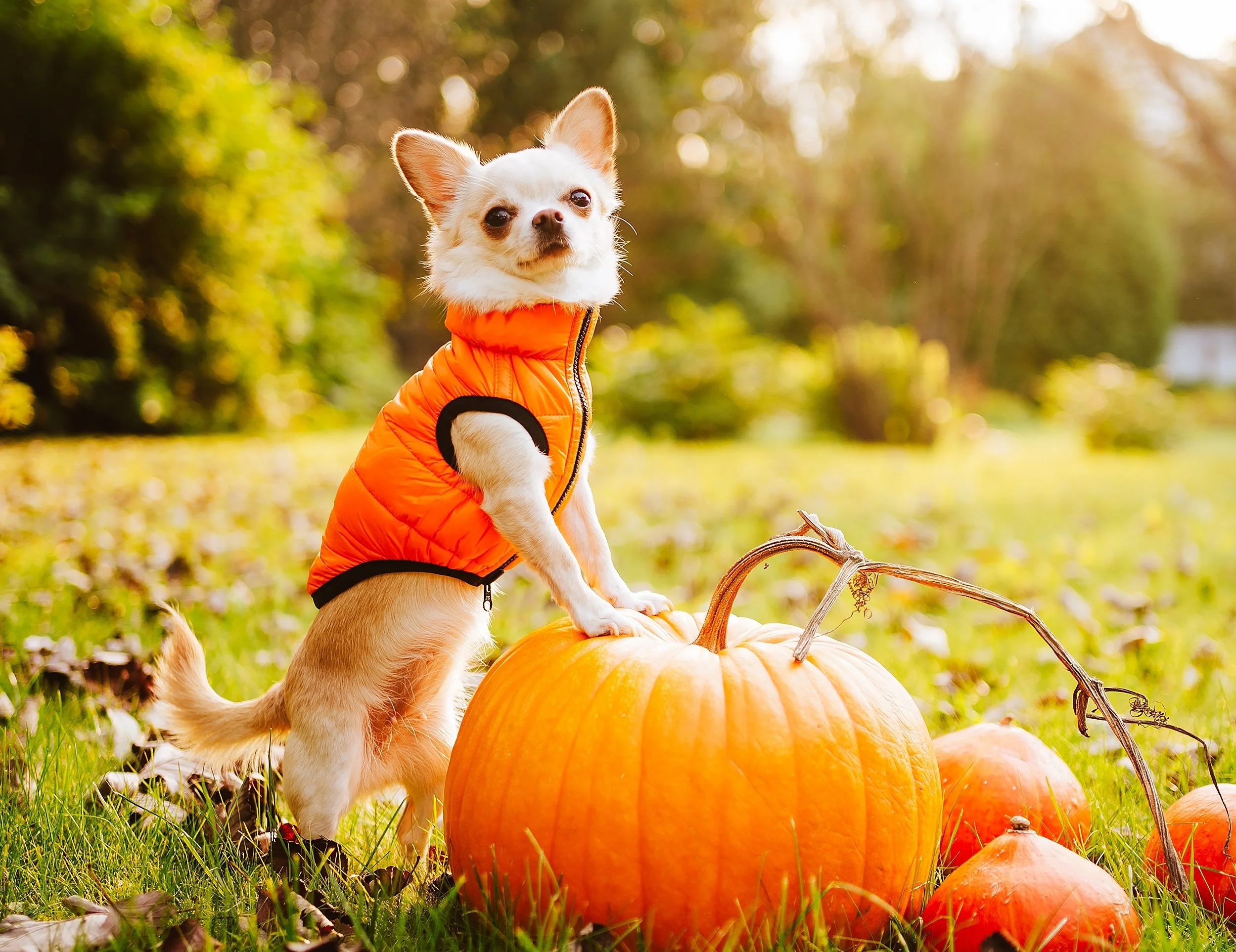 Chihuahua sporting an orange vest