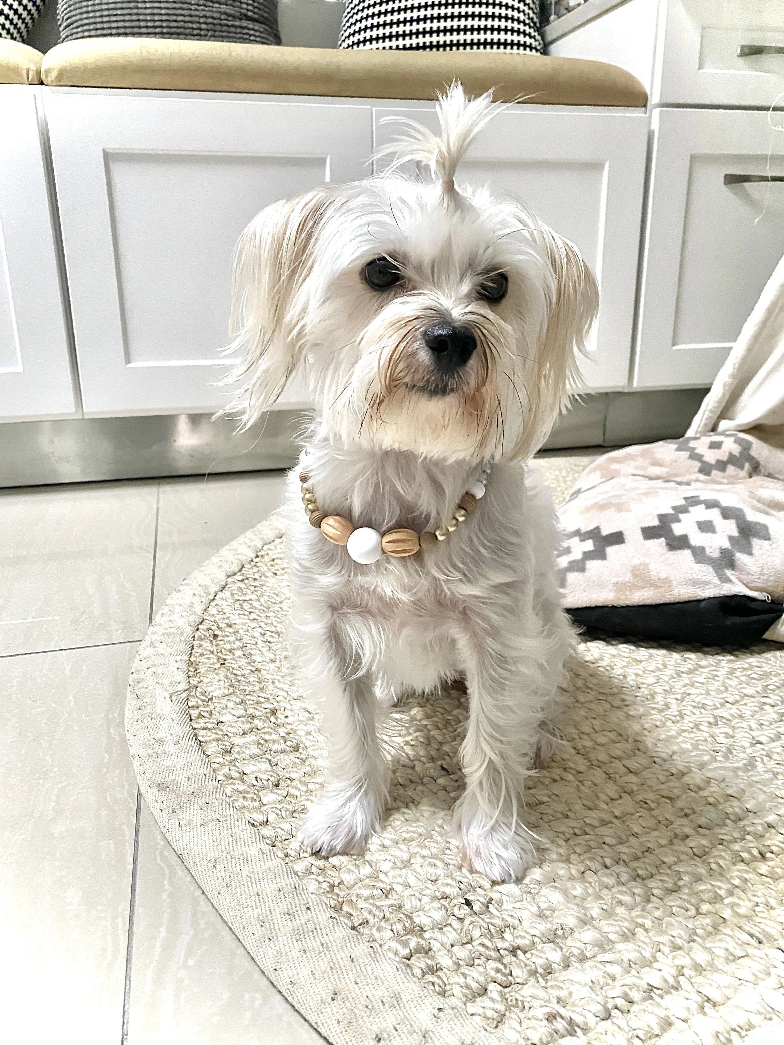 Isy-and-Cris-Pet-Model-30.jpg