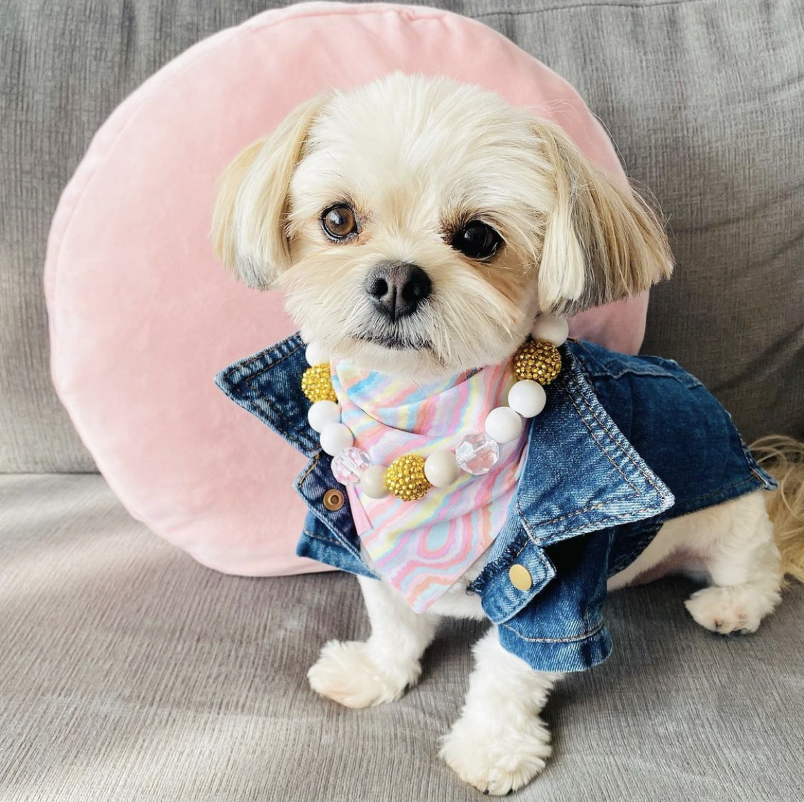 @scout_ham.maltipom (scout15off)