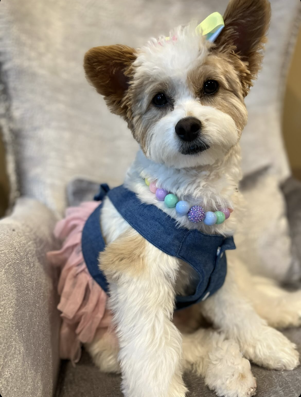 @akira_thepomapoo