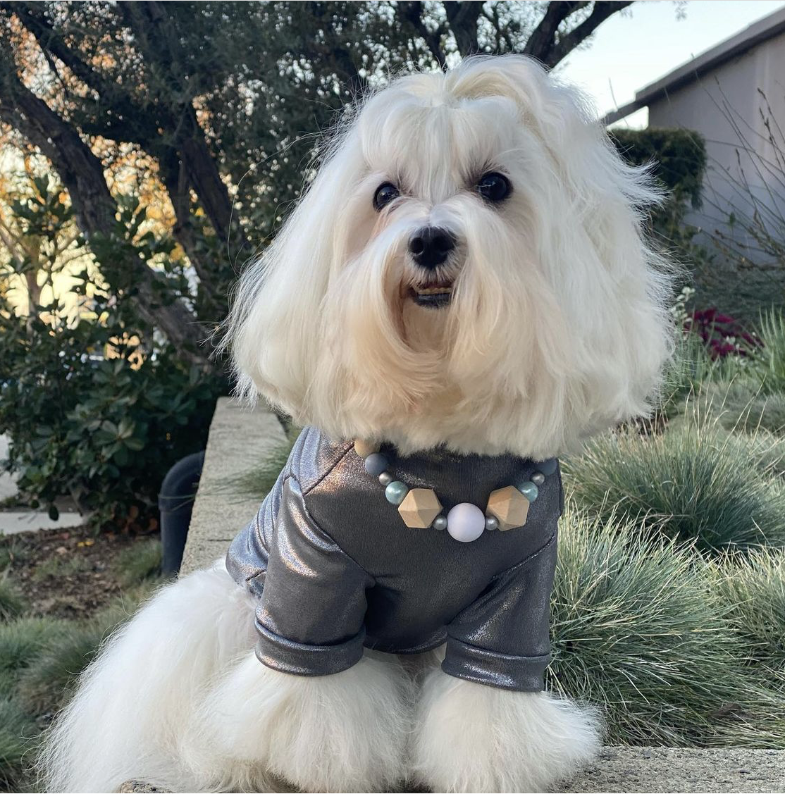 @mariothemaltese