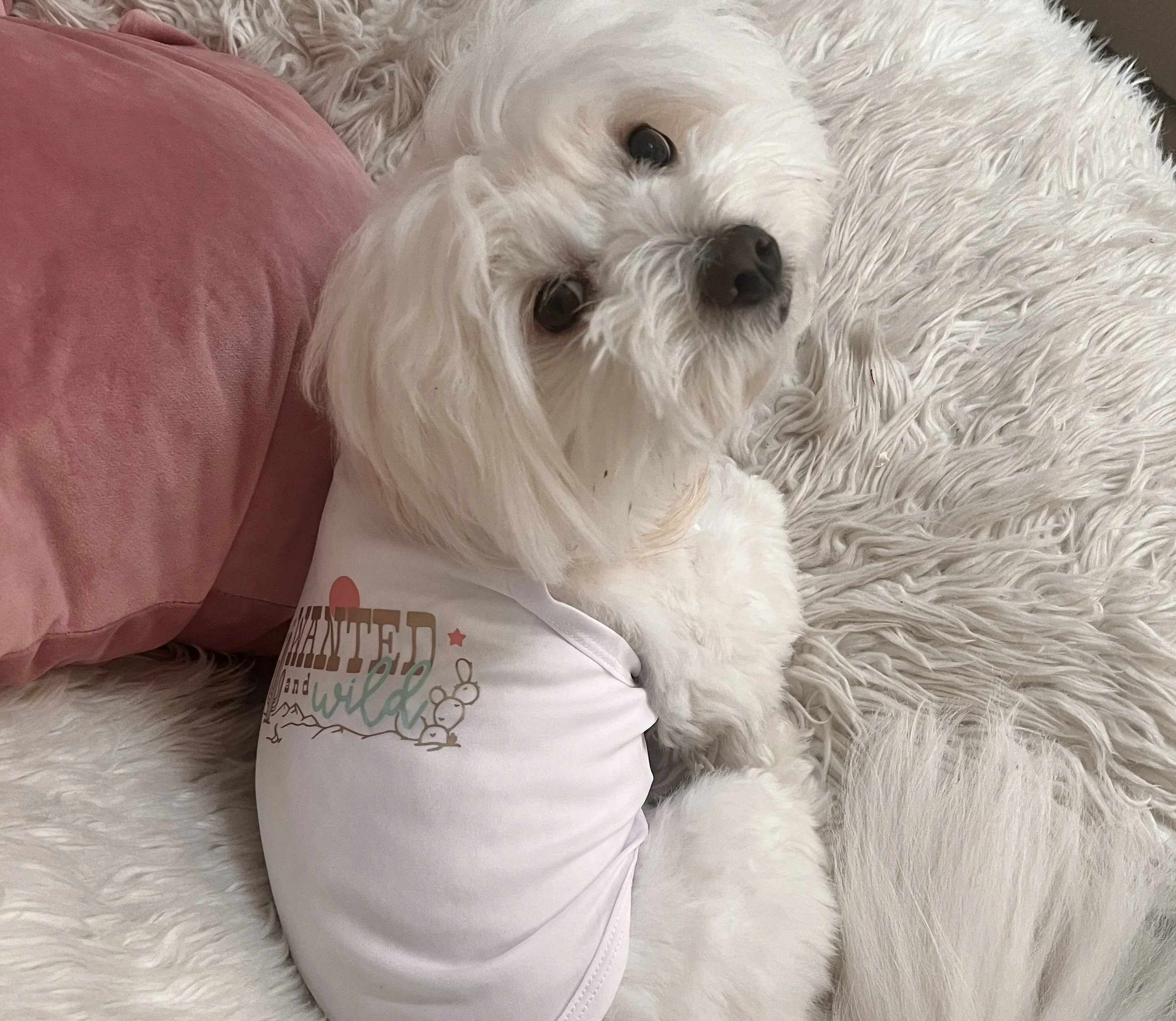 Skippy, the Coton De Tulear, wearing the Wanted and Wild Pet Tee by Isy & Cris