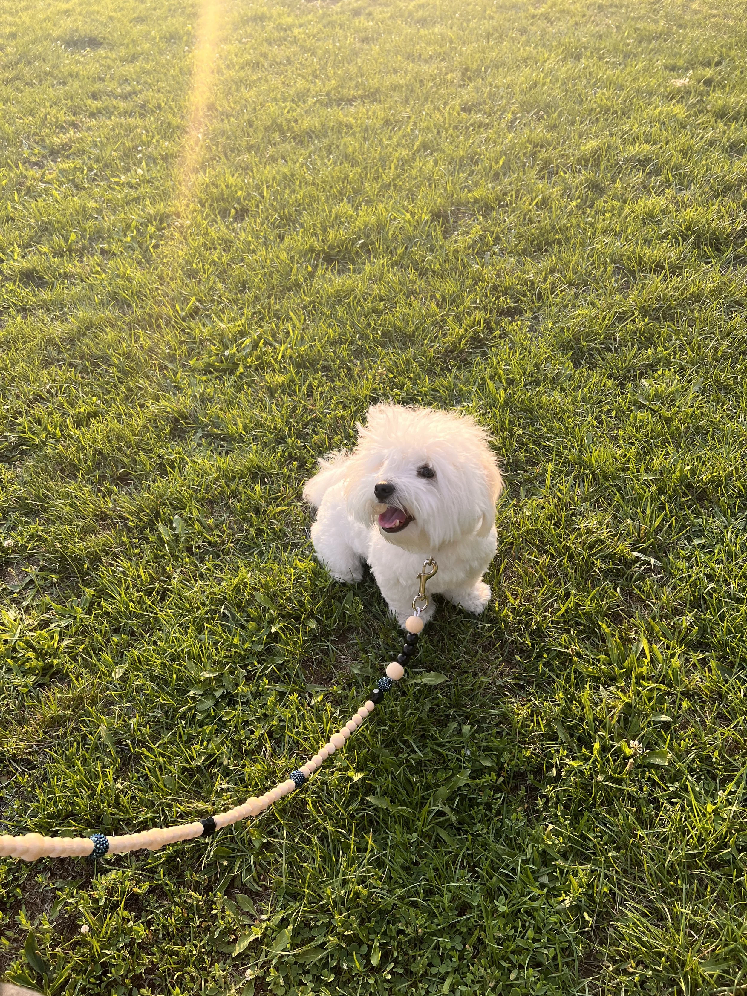 Skippy, The Coton de Tulear enjoying the sun on a dog walk