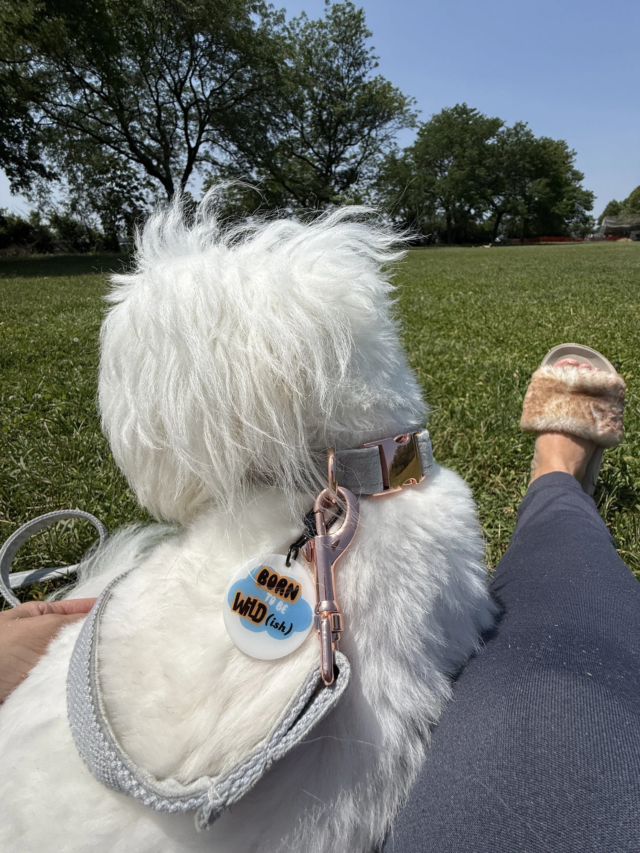 Born To Be Wildish Collar Charm