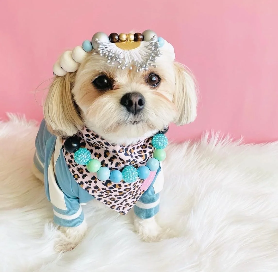 TallulahScout.JPG