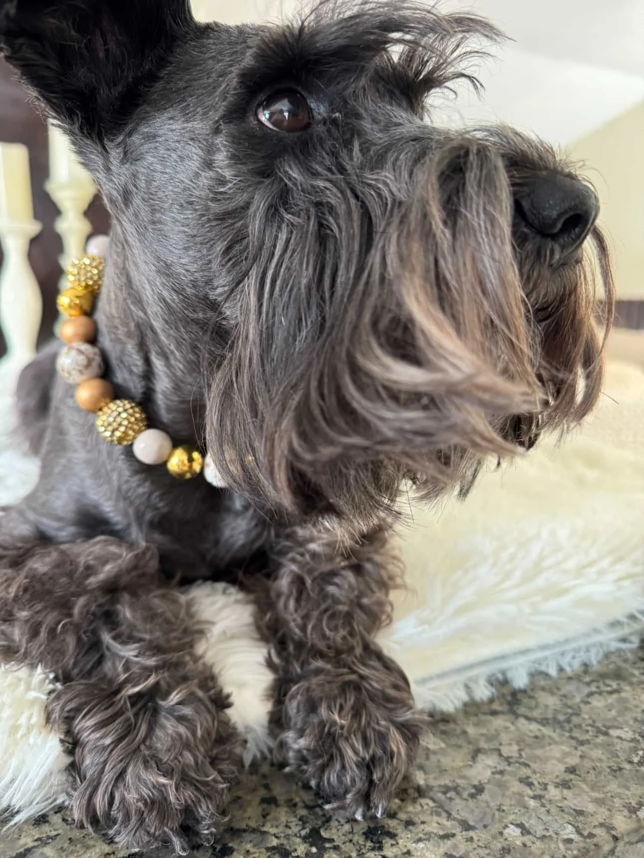 Gilded Paws  Pet Necklace4.JPG