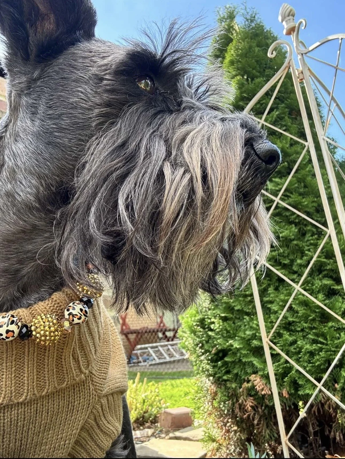 Wild For You Pet Necklaces