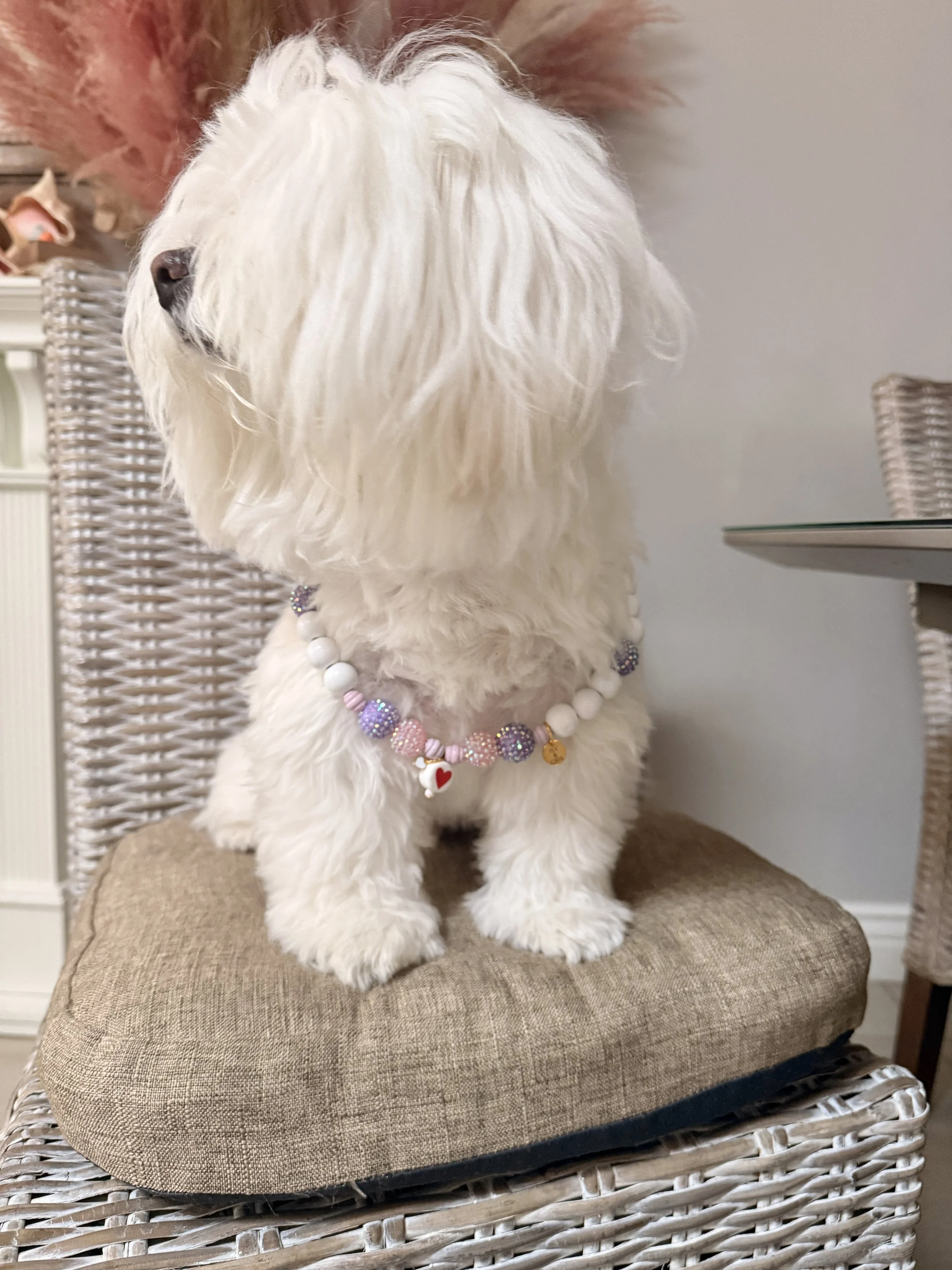 Sweetheart Blush Pet Collection