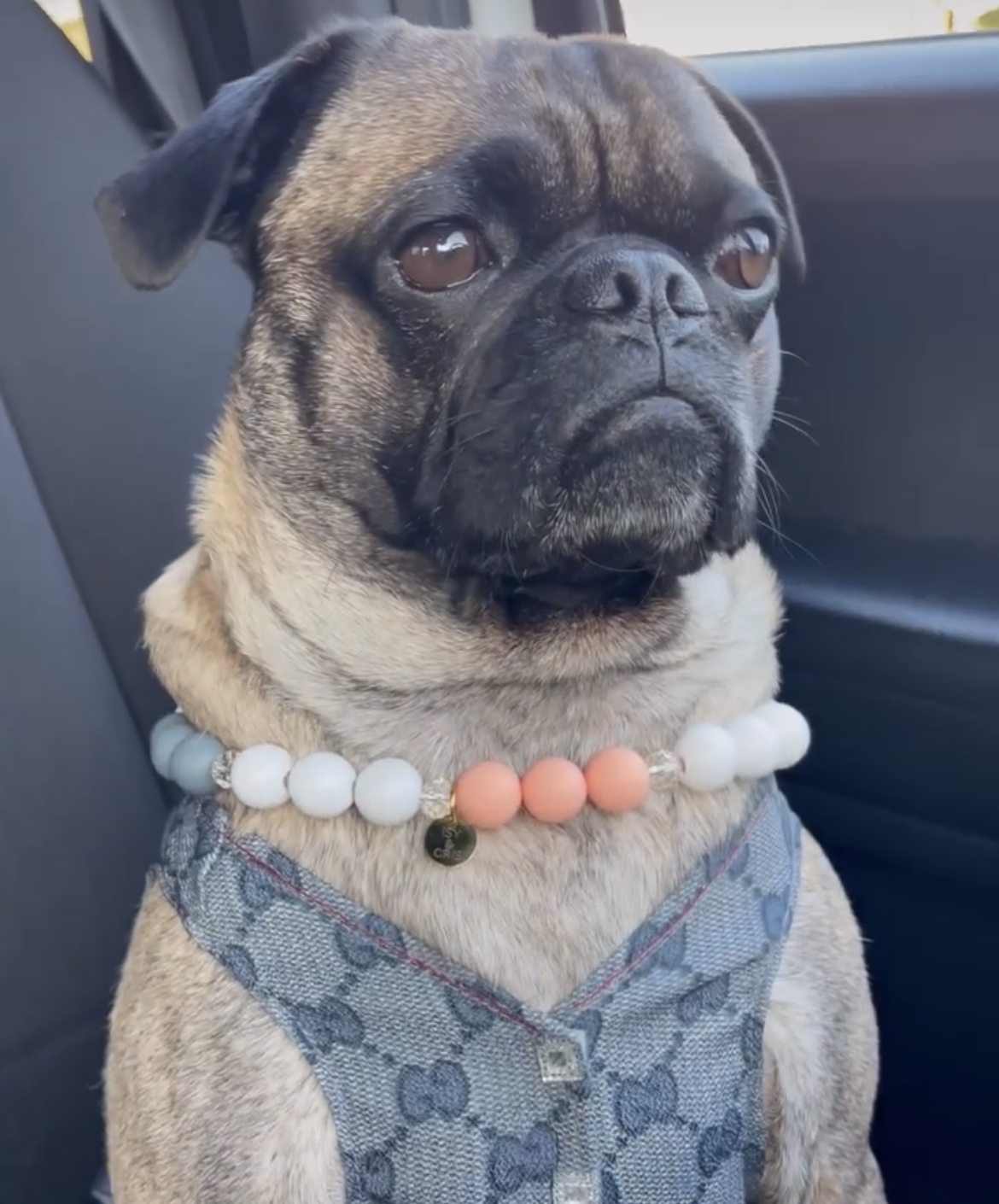 @haroldpug_life (harold15off)