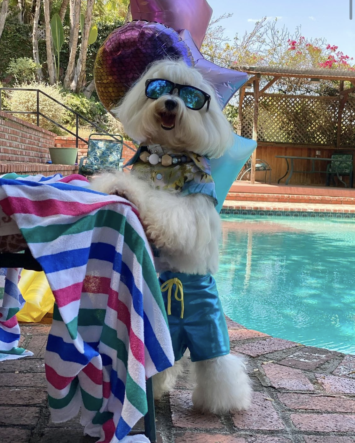 @mariothemaltese