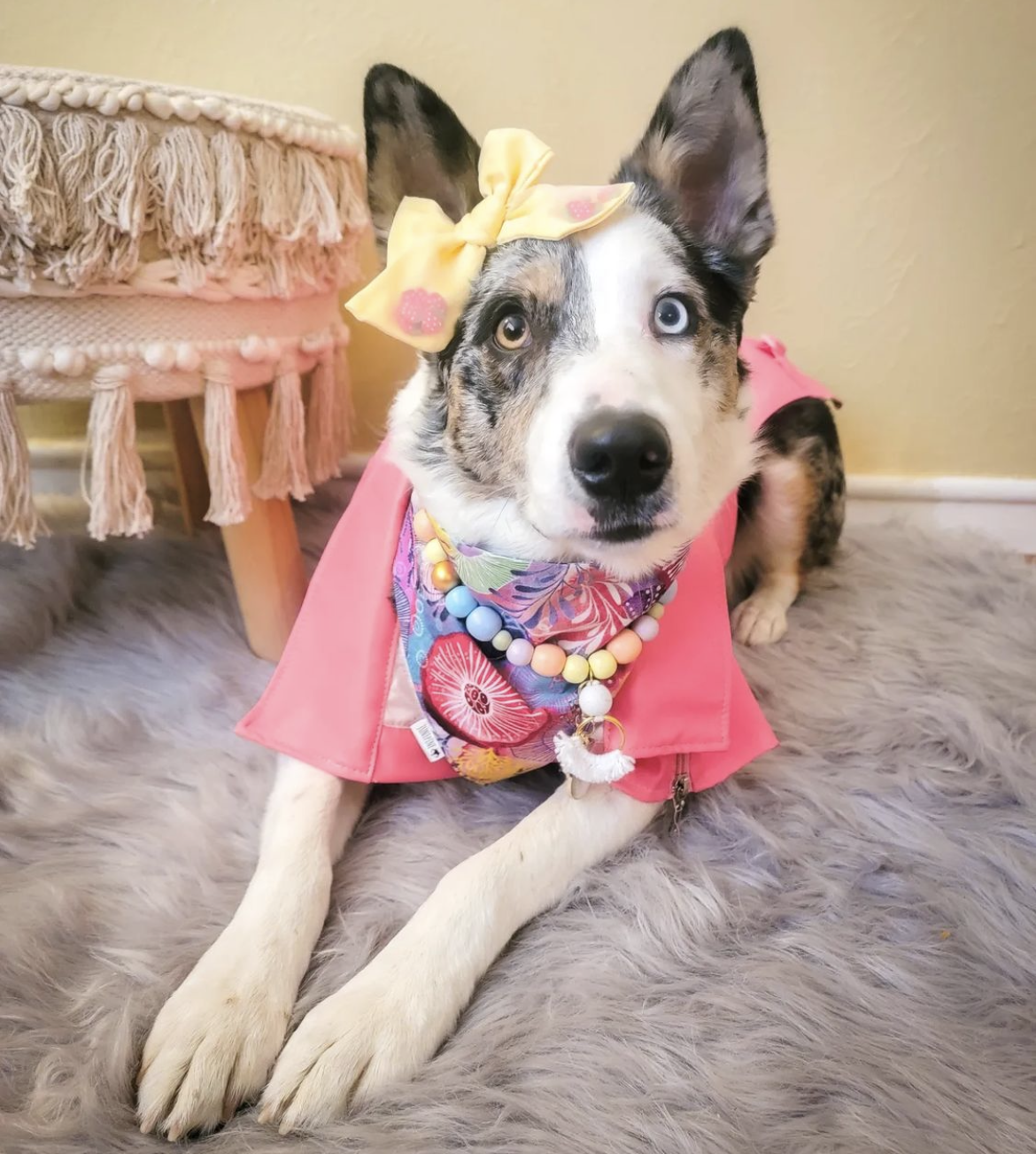 @zoey_the_aussie_kelpie (zoey15off)