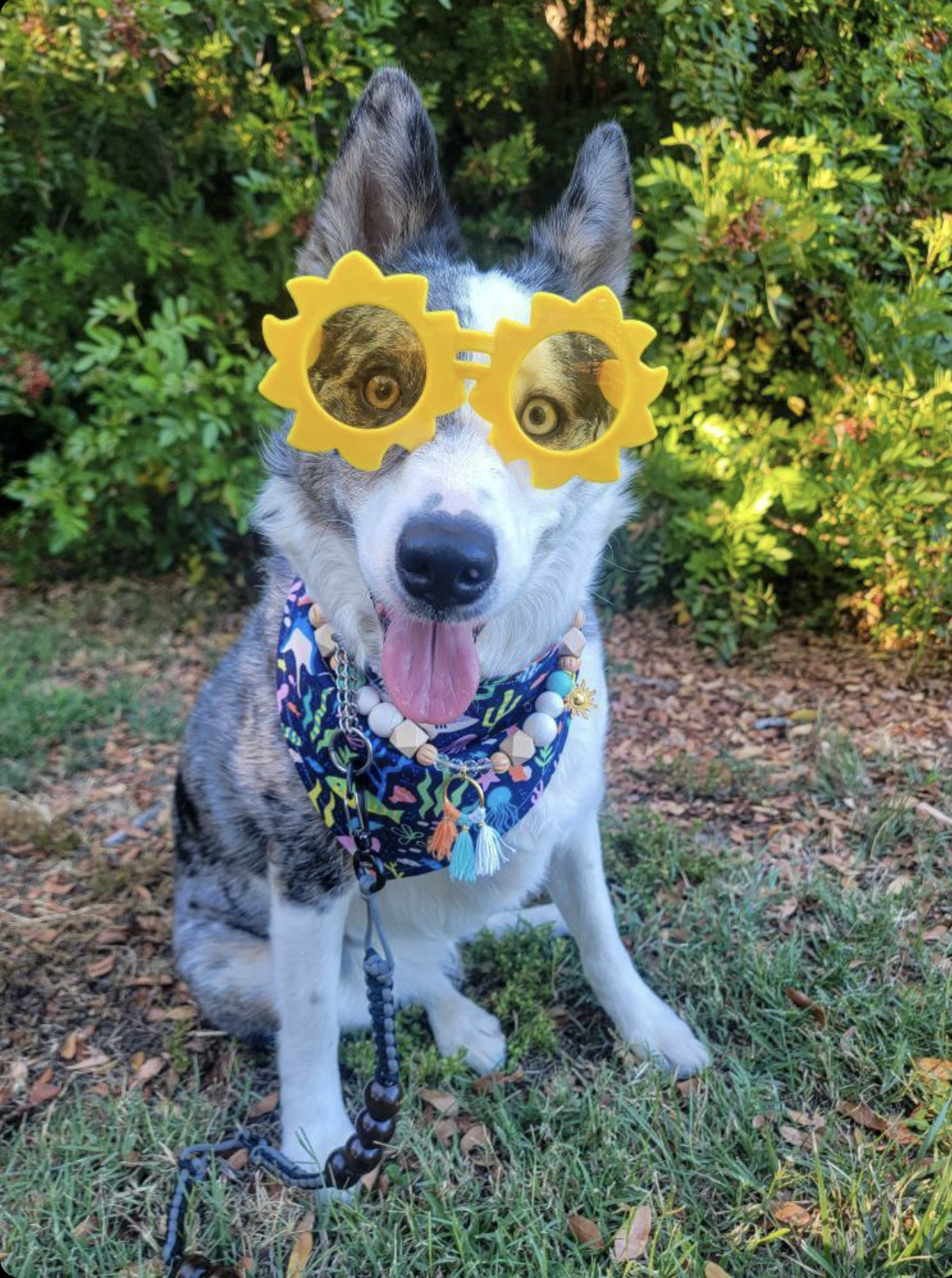 Wildfires-Zoey.PNG