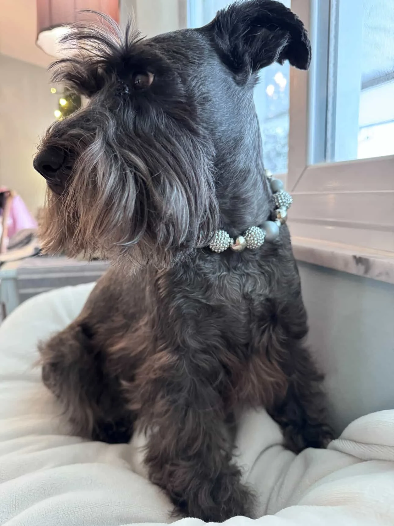 @ MySchnauzerCharlie