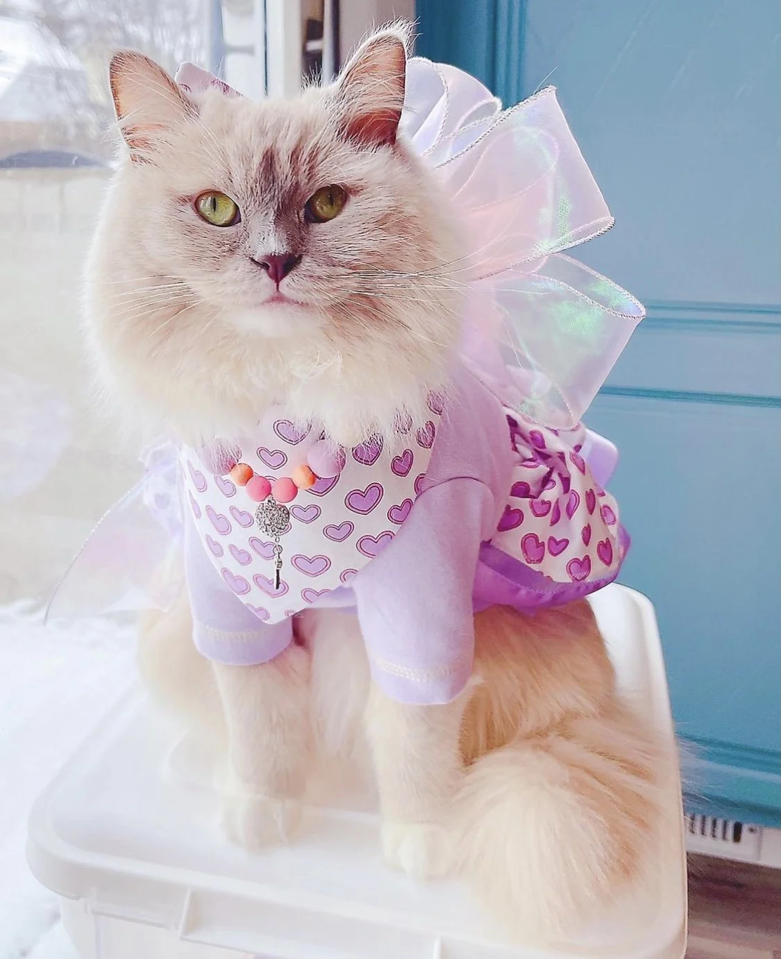 Isy-and-Cris-Pet-Model-12.jpg