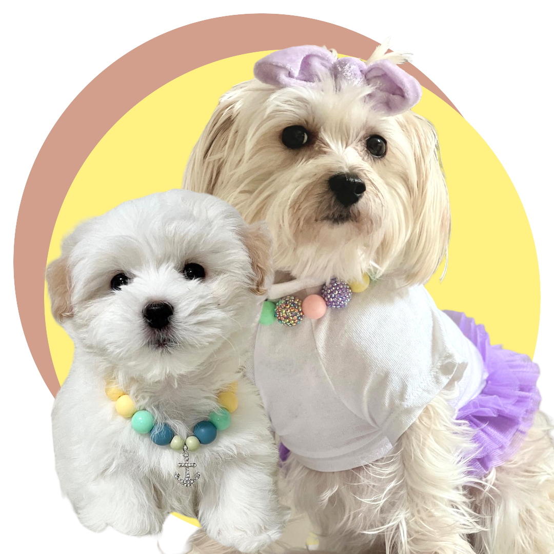 Silkie, the maltese mix and Skippy the coton de tulear posing with Isy & Cris Beaded Pet Necklaces